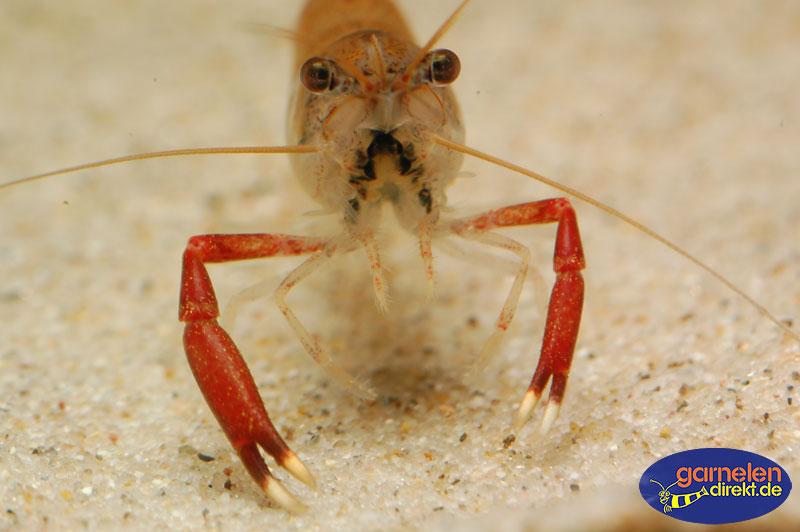 Großarmgarnele, Macrobrachium sp. Red Claw