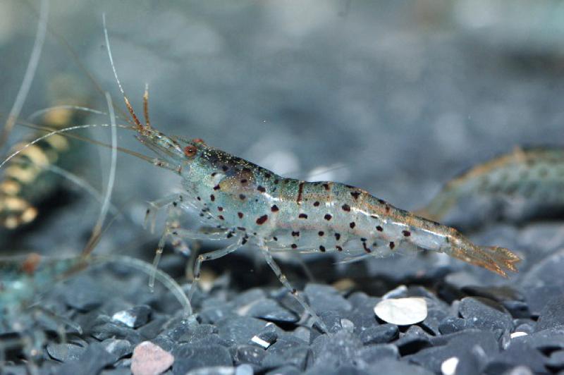 Tüpfelgarnele, Caridina serrata mit den typischen Tüpfeln