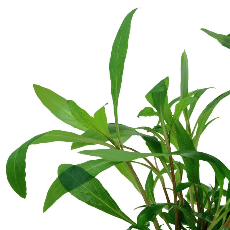 Preview: Thailändischer Wasserfreund - Hygrophila corymbosa "Siamensis"