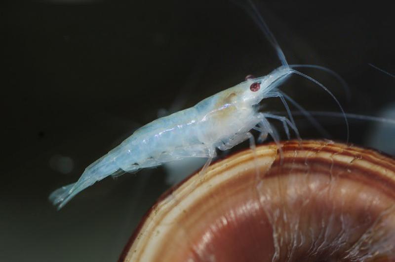 Preview: White Pearl Garnele - Neocaridina palmata auf einer Schnecke