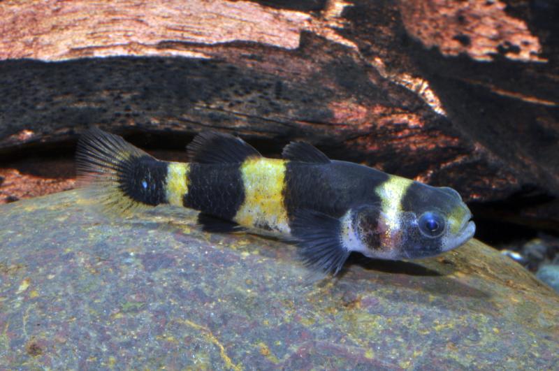 Preview: Goldringelgrundel - Brachygobius doriae