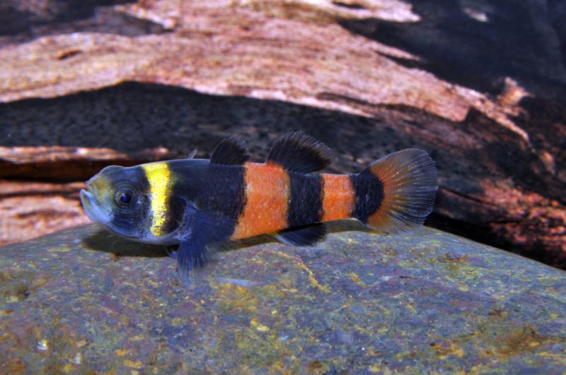 Goldringelgrundel - Brachygobius doriae