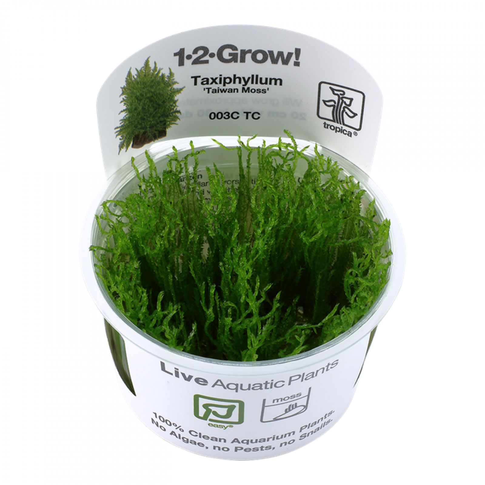 Taxiphyllum alternans 'Taiwanmoos' - Tropica 1-2-Grow, im Becher.
