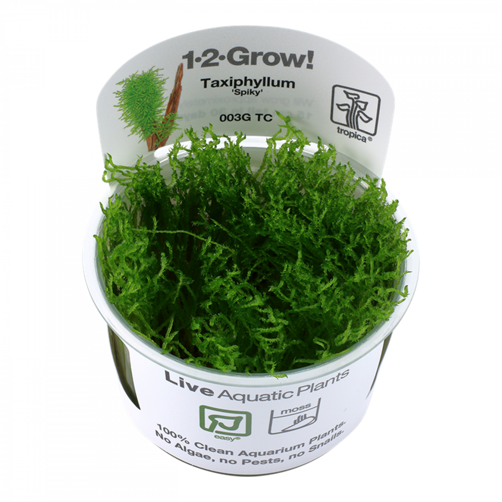 Taxiphyllum 'Spiky' - Tropica 1-2-Grow im Siegelbecher.