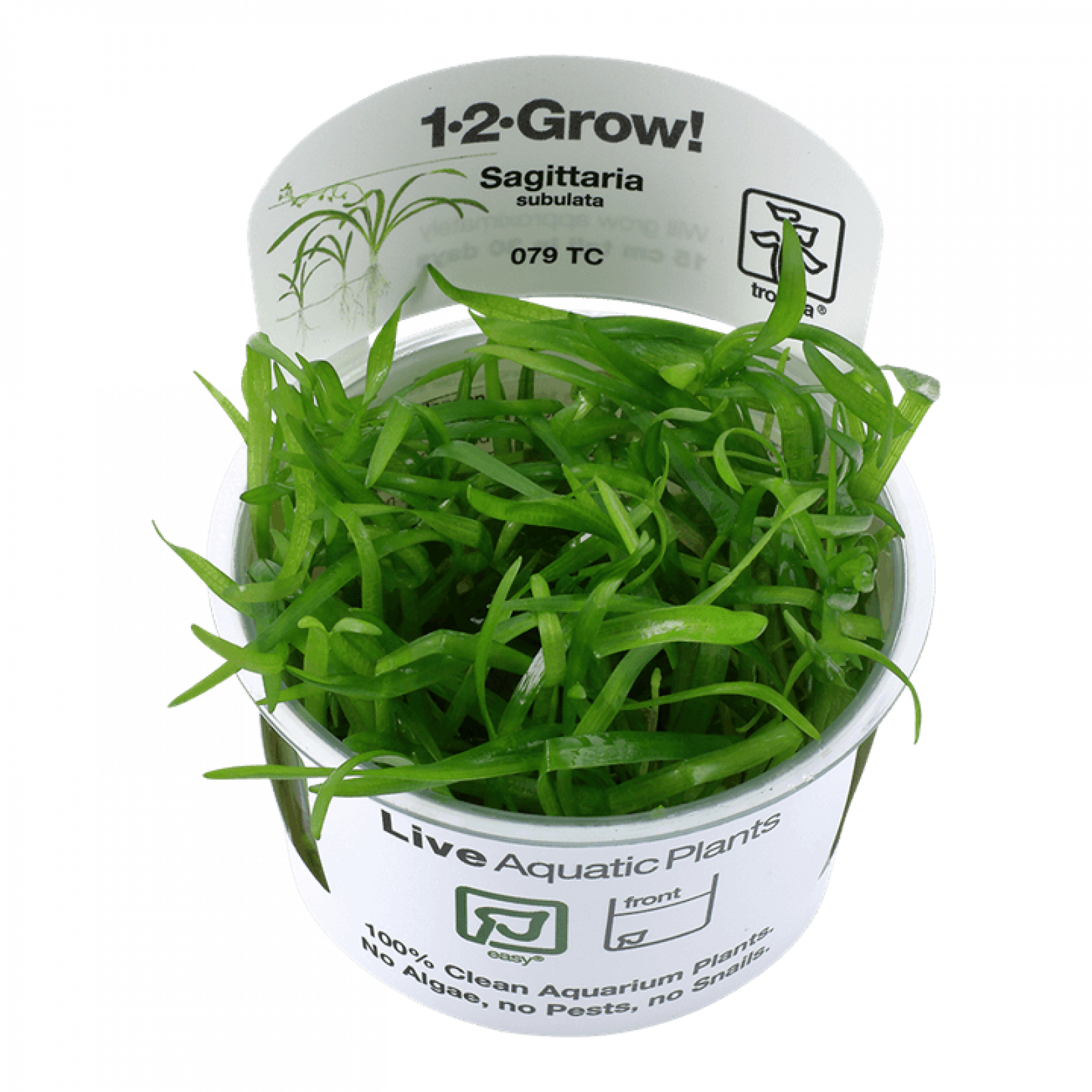 Sagittaria subulata - Flutendes Pfeilkraut - Tropica 1-2-Grow, im Becher.