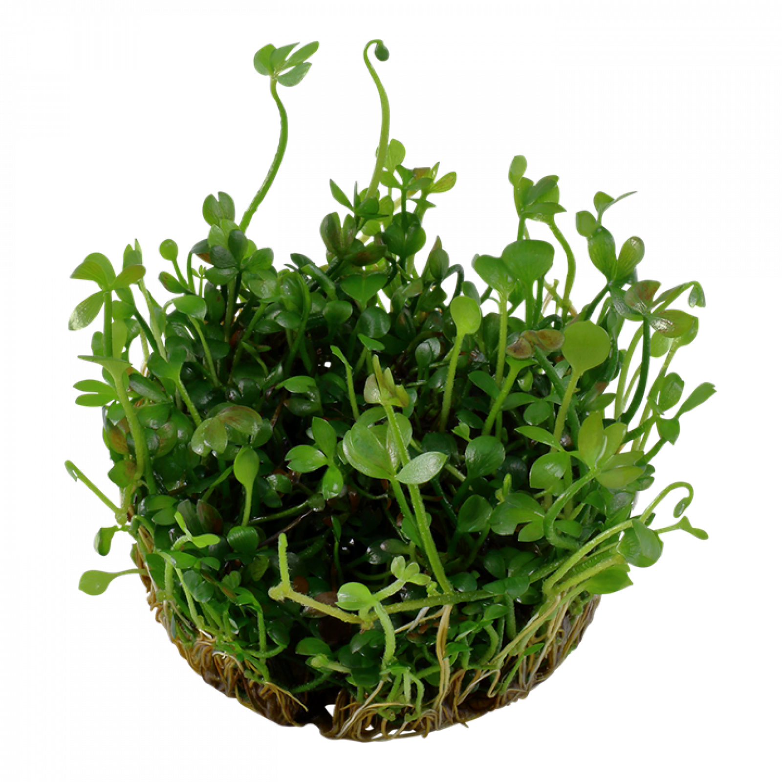 Marsilea hirsuta, Zwergkleefarn - Tropica 1-2-Grow, ohne Becher.