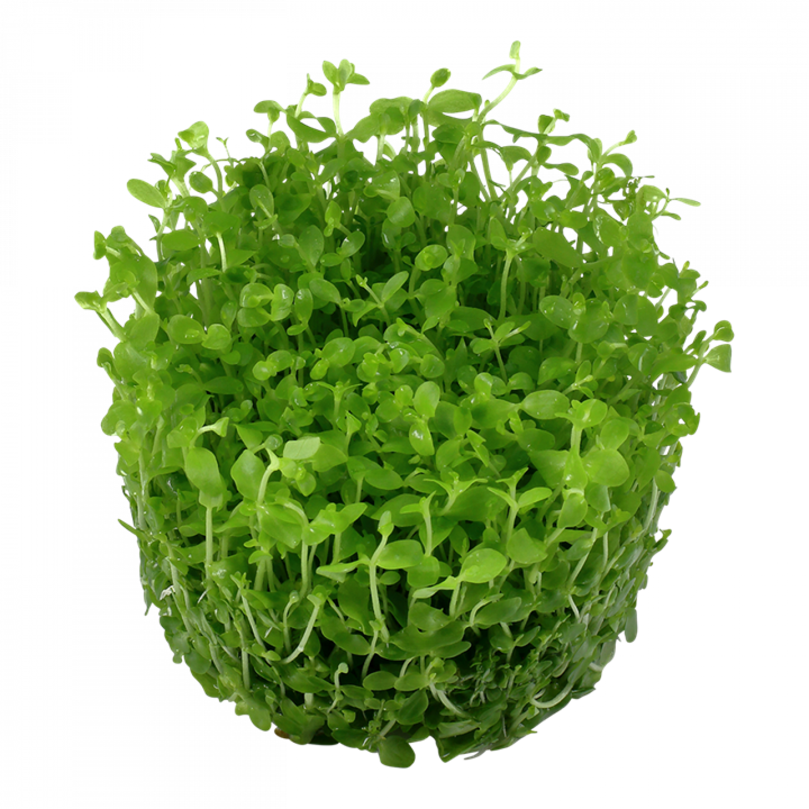 Micranthemum tweediei 'Monte Carlo' - Tropica 1-2-Grow, ohne Becher.