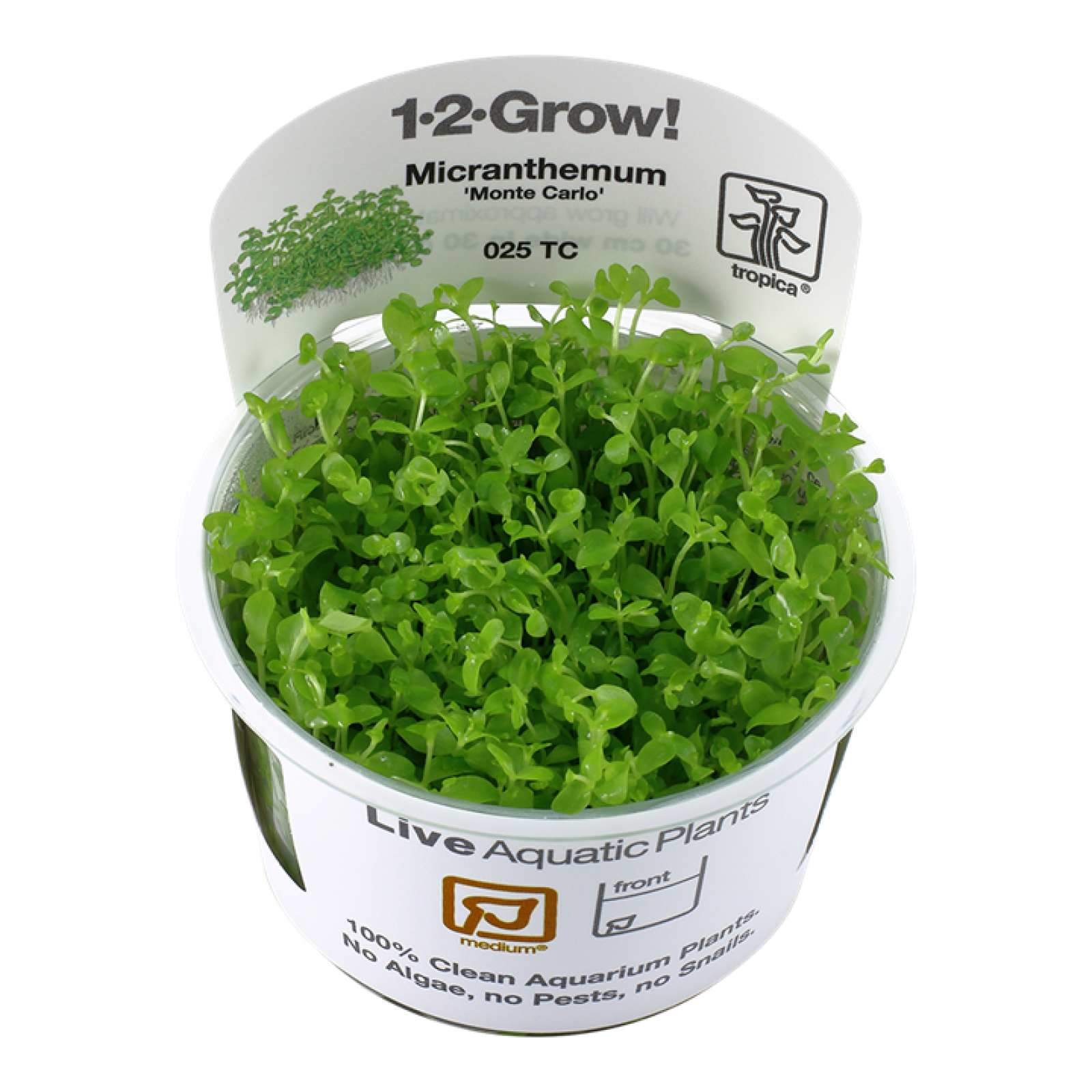 Micranthemum tweediei 'Monte Carlo' - Tropica 1-2-Grow, im Becher.