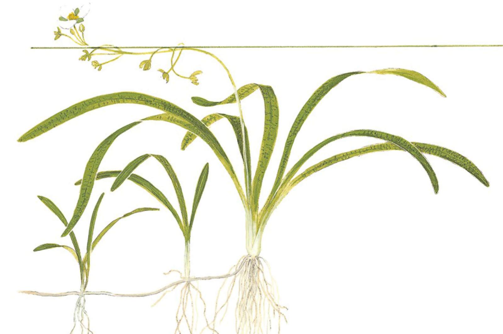 Sagittaria subulata - Flutendes Pfeilkraut - Tropica 1-2-Grow, als Zeichnung.