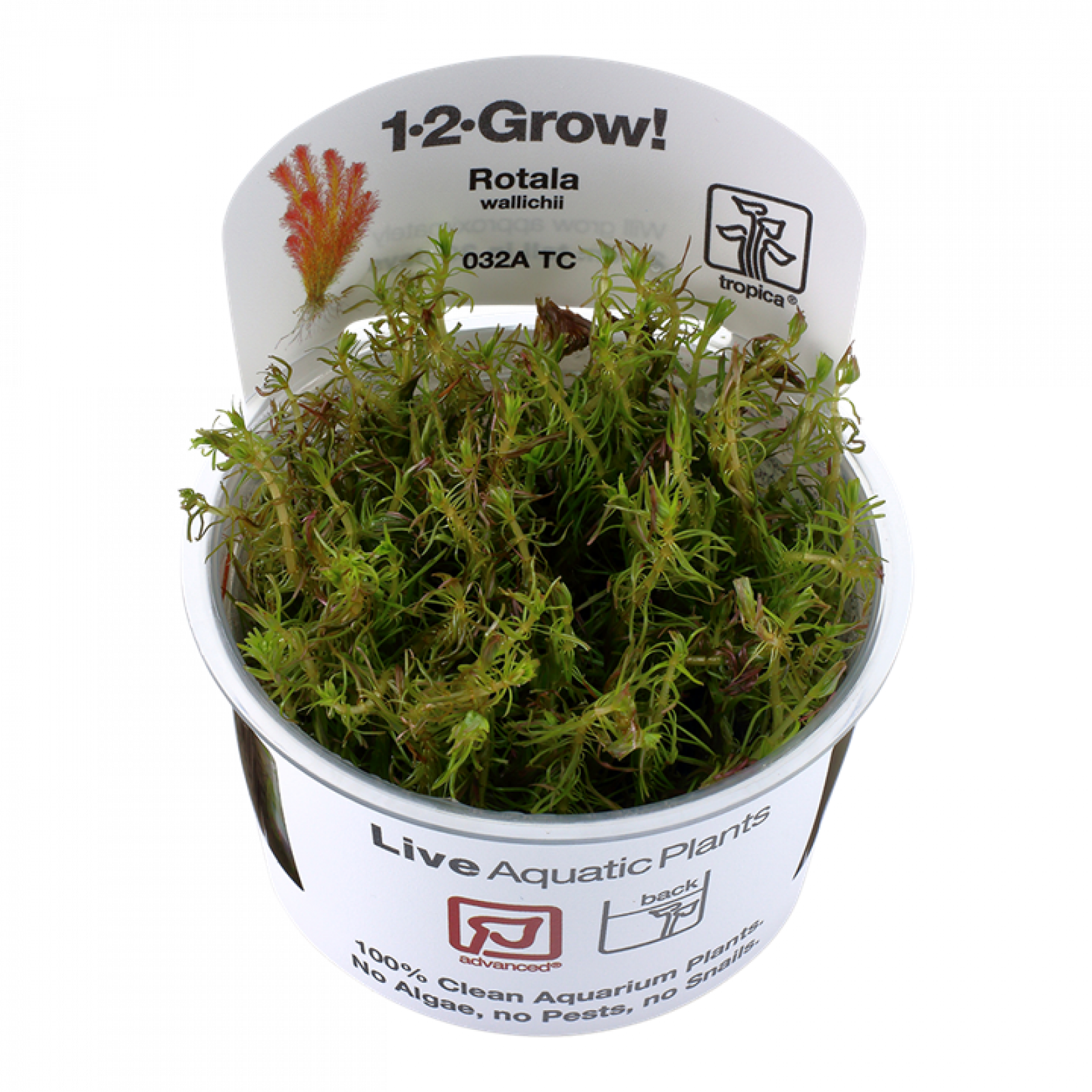 Rotala walichii, Feinblättrige Rotala - Tropica 1-2-Grow, im Becher.