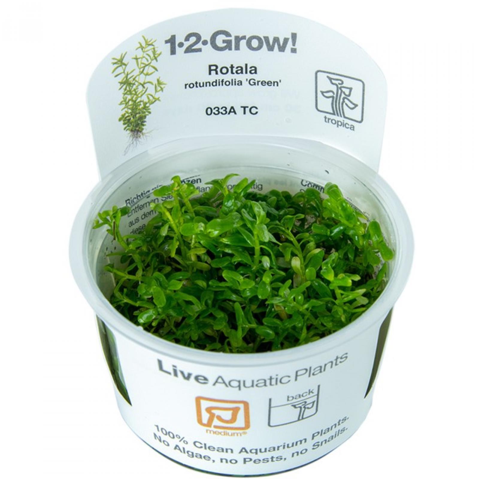 Rotala rotundifolia "Green" - Tropica 1-2-Grow, im Becher.
