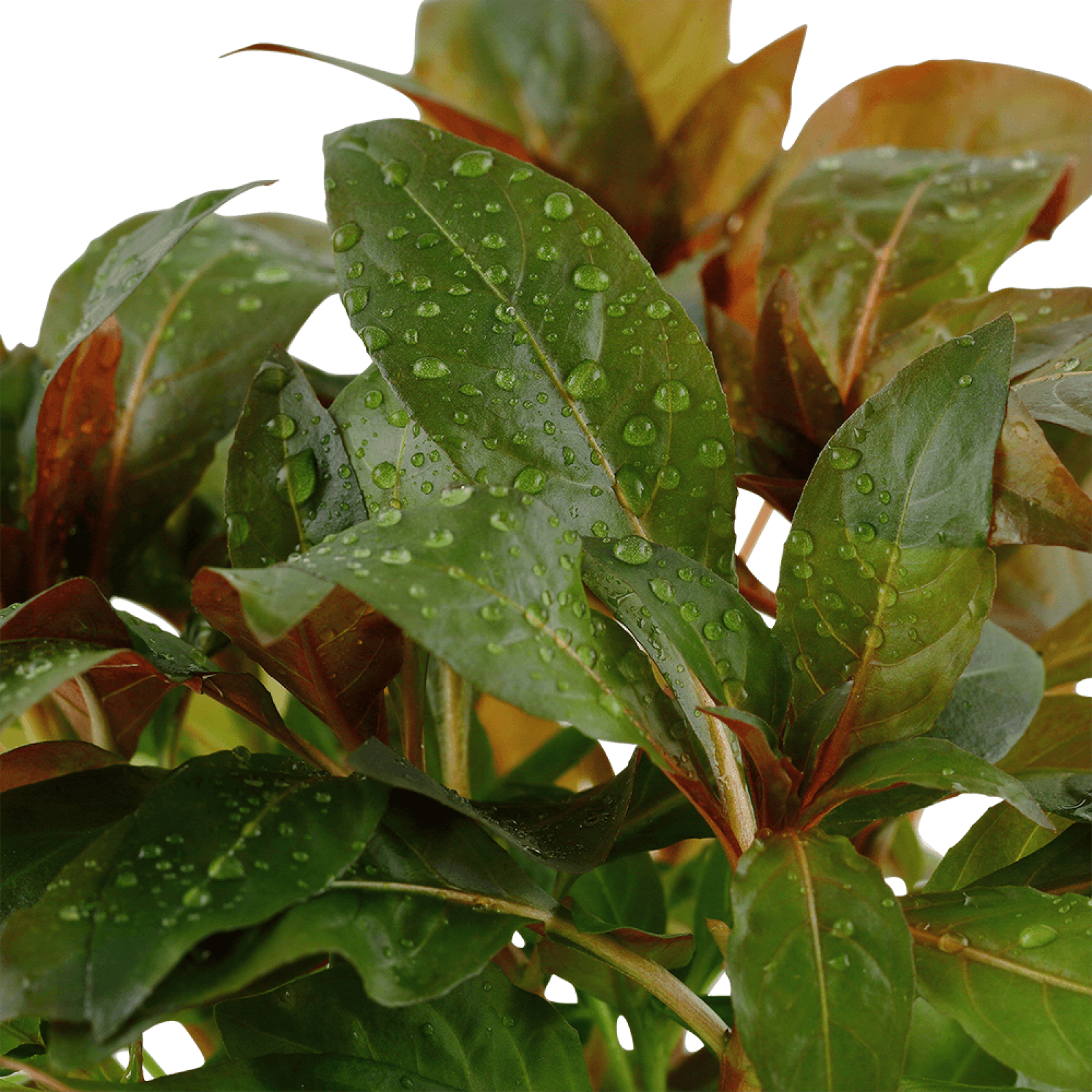 Rote Sternludwigie - Ludwigia glandulosa, aus der Nähe aufgenommen.