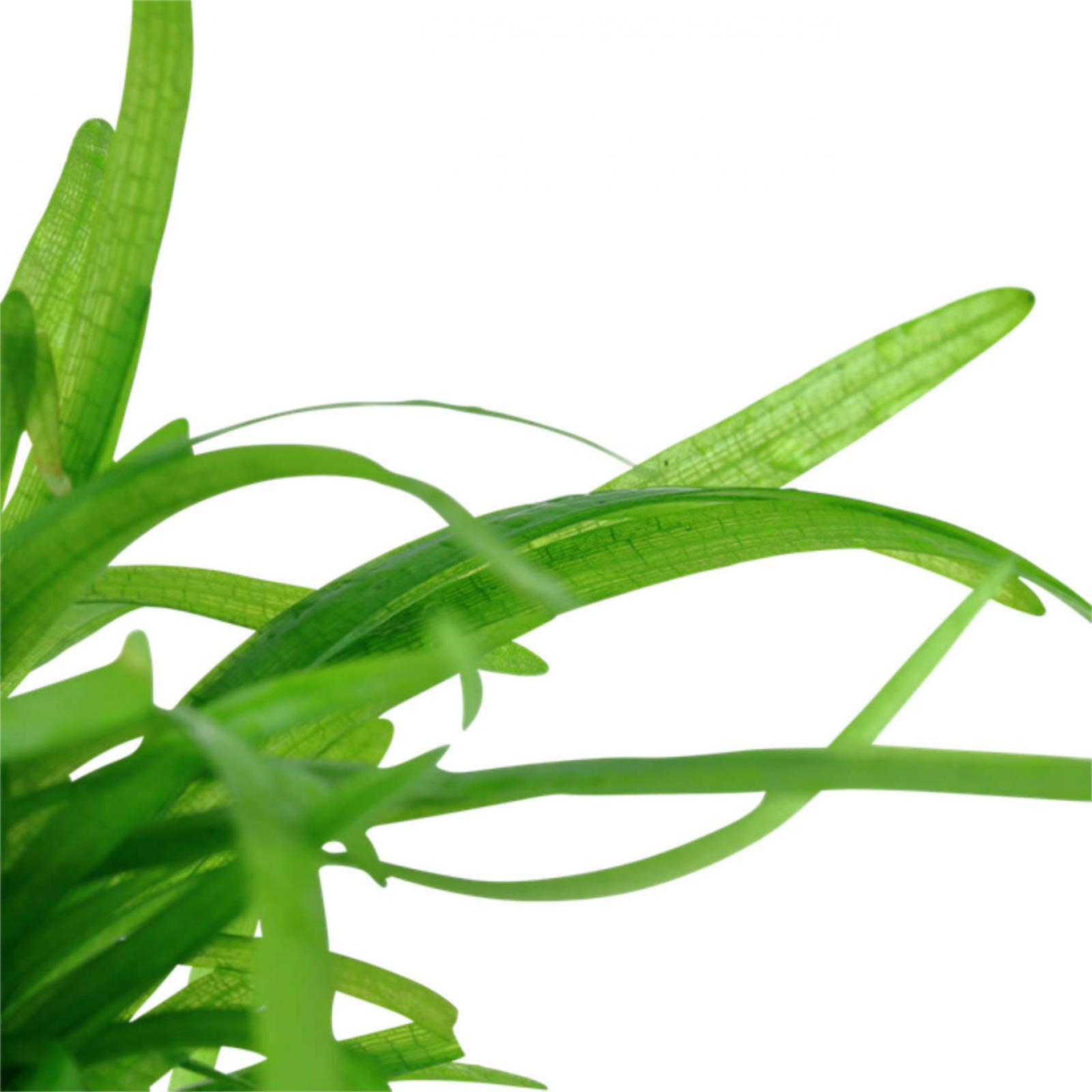 Sagittaria subulata - Flutendes Pfeilkraut - Tropica 1-2-Grow, Nahaufnahme.