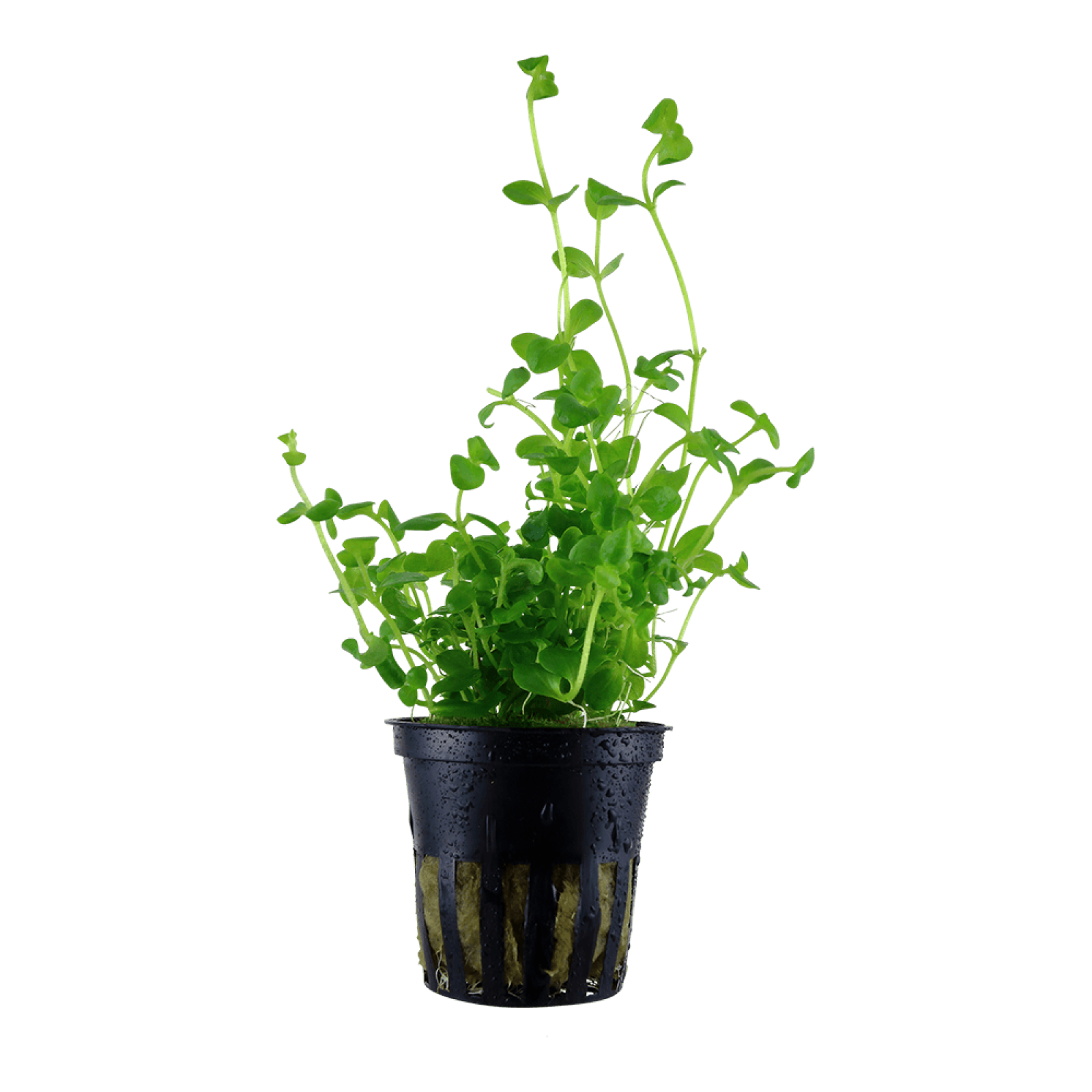 Südliches Fettblatt - Bacopa australis, im Topf.
