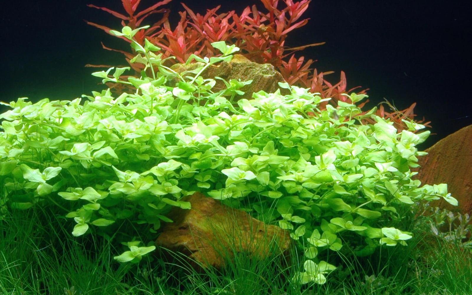 Südliches Fettblatt - Bacopa australis, im Aquarium.