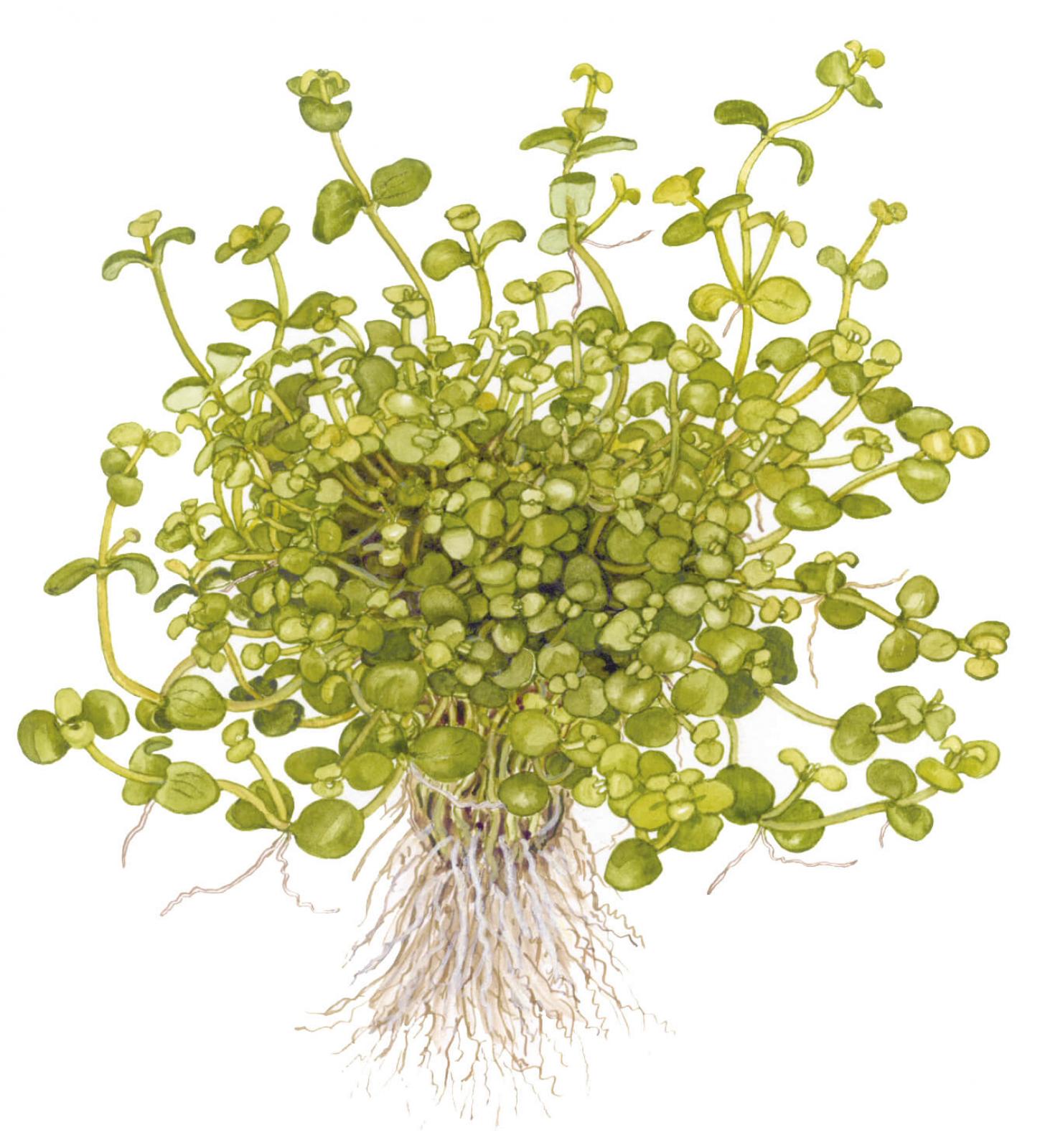 Südliches Fettblatt - Bacopa australis, als Zeichnung.
