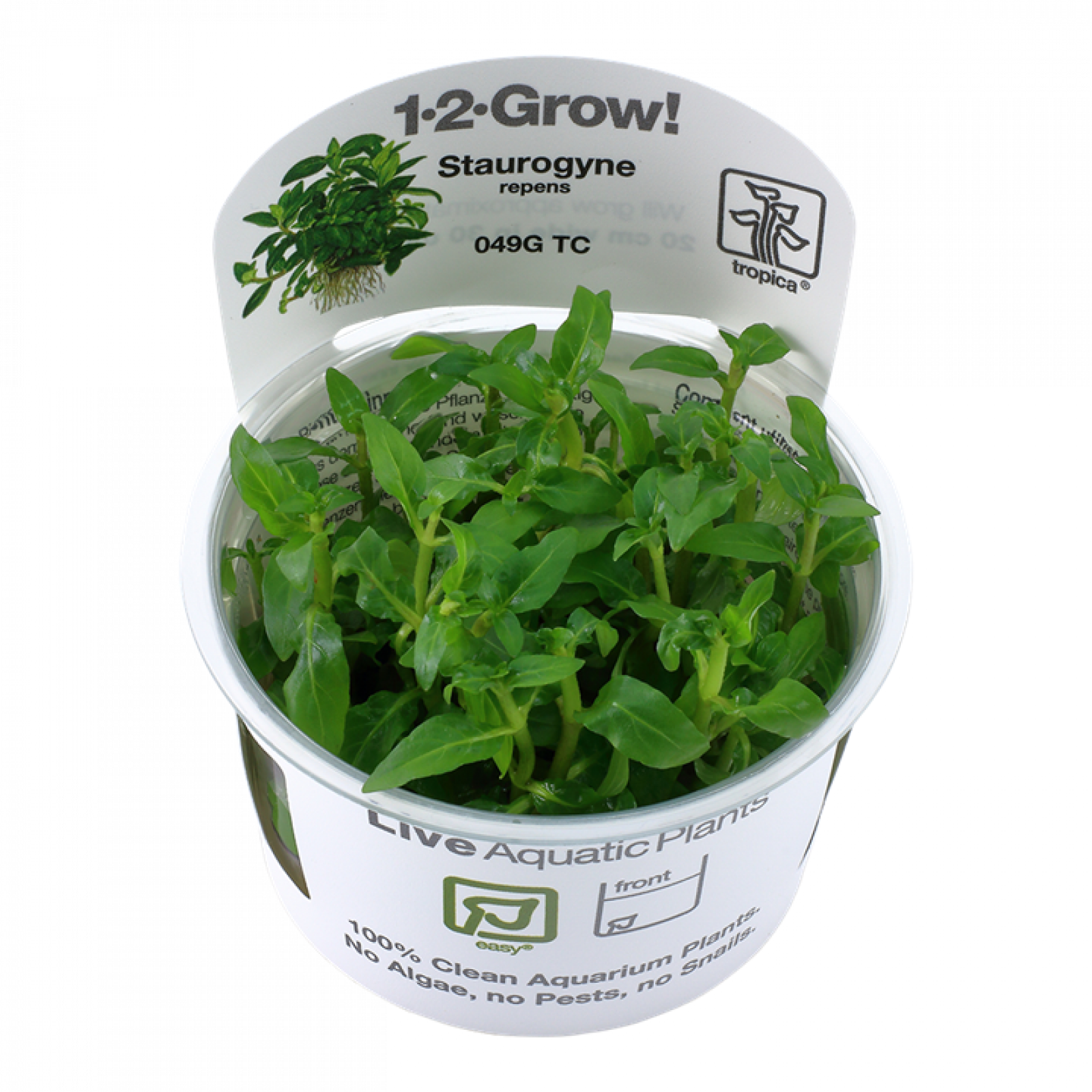 Staurogyne repens - Tropica 1-2-Grow, im Becher.