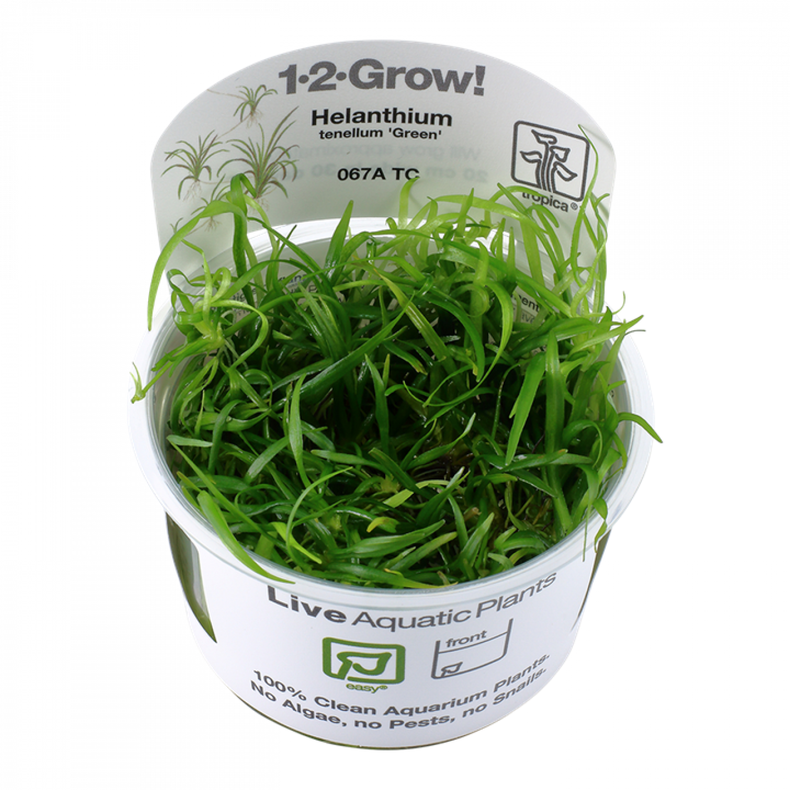 Helanthium tenellum 'Green' - Tropica 1-2-Grow, im originalen Becher.