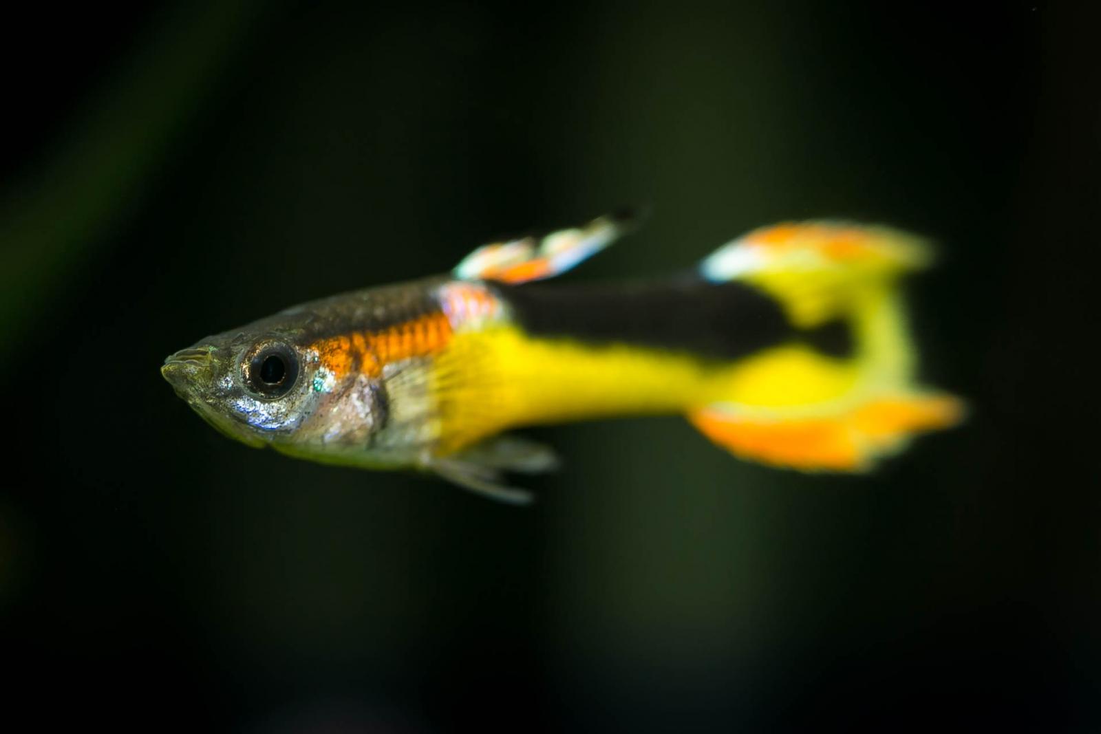 Red Chest Saddleback Endler Guppy , im Aquarium mit schwarzem Hintergrund
