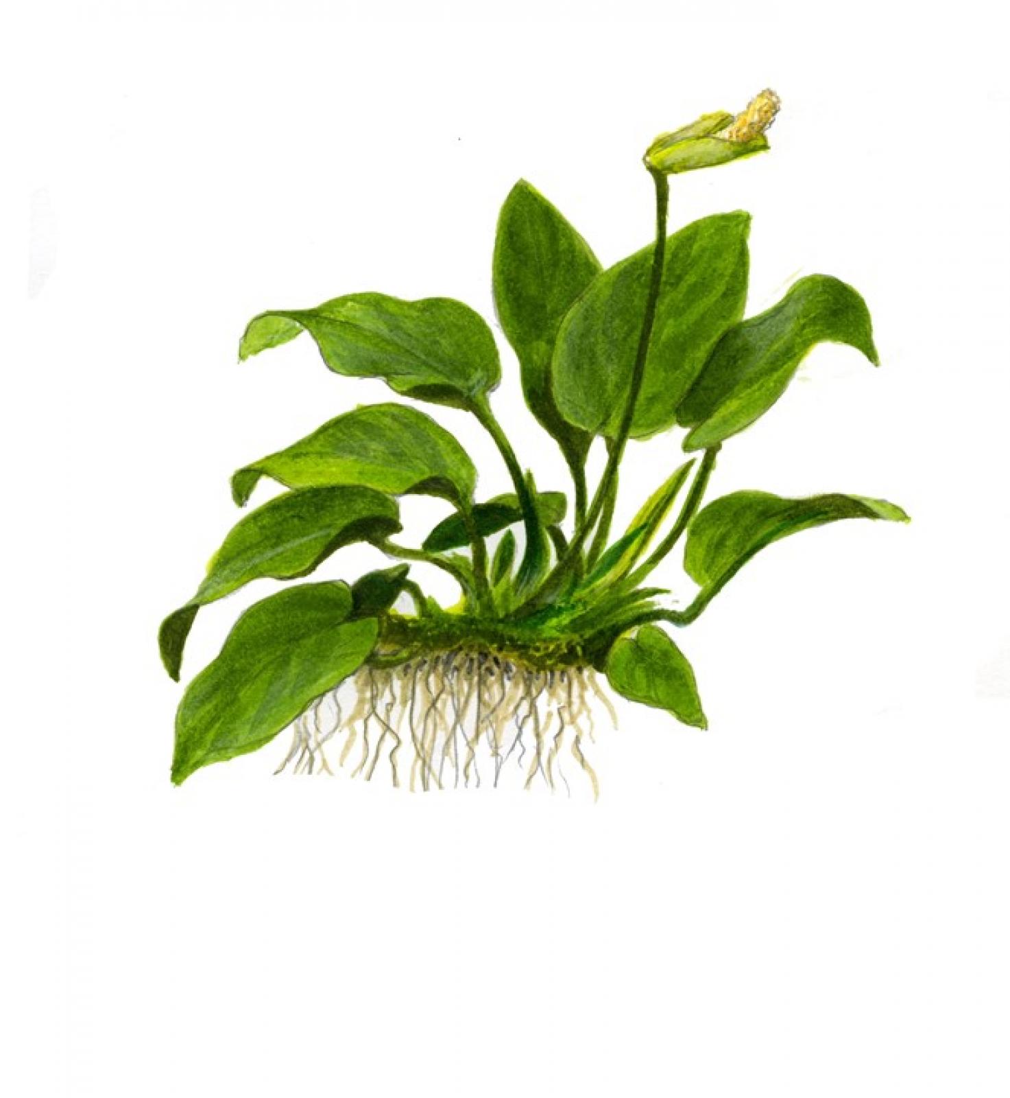 Anubias barteri var. nana - Zwergspeerblatt - Tropica 1-​2-Grow, als Zeichnung.