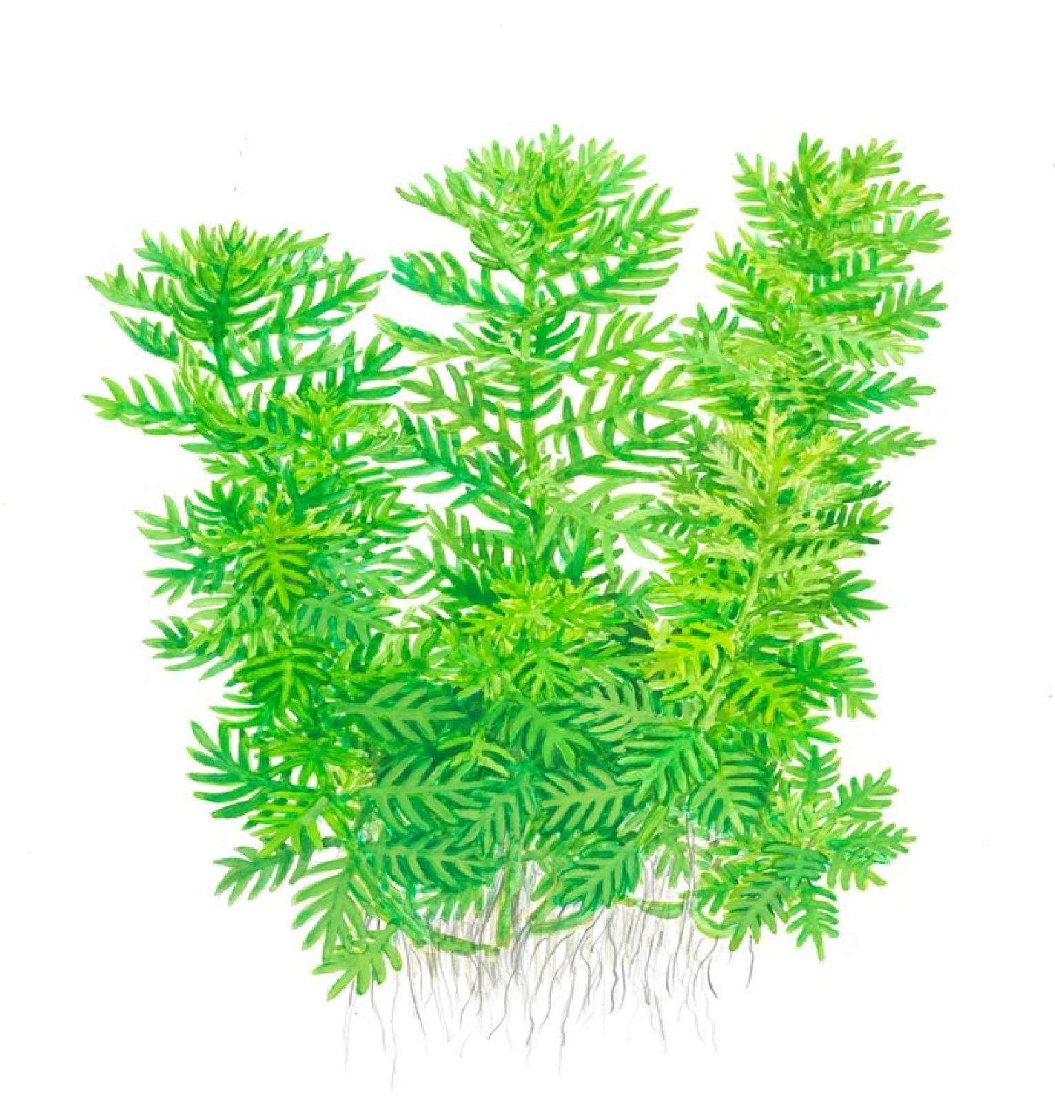 Hottonia palustris - Wasserfeder - Tropica 1-2-Grow, als Zeichnung