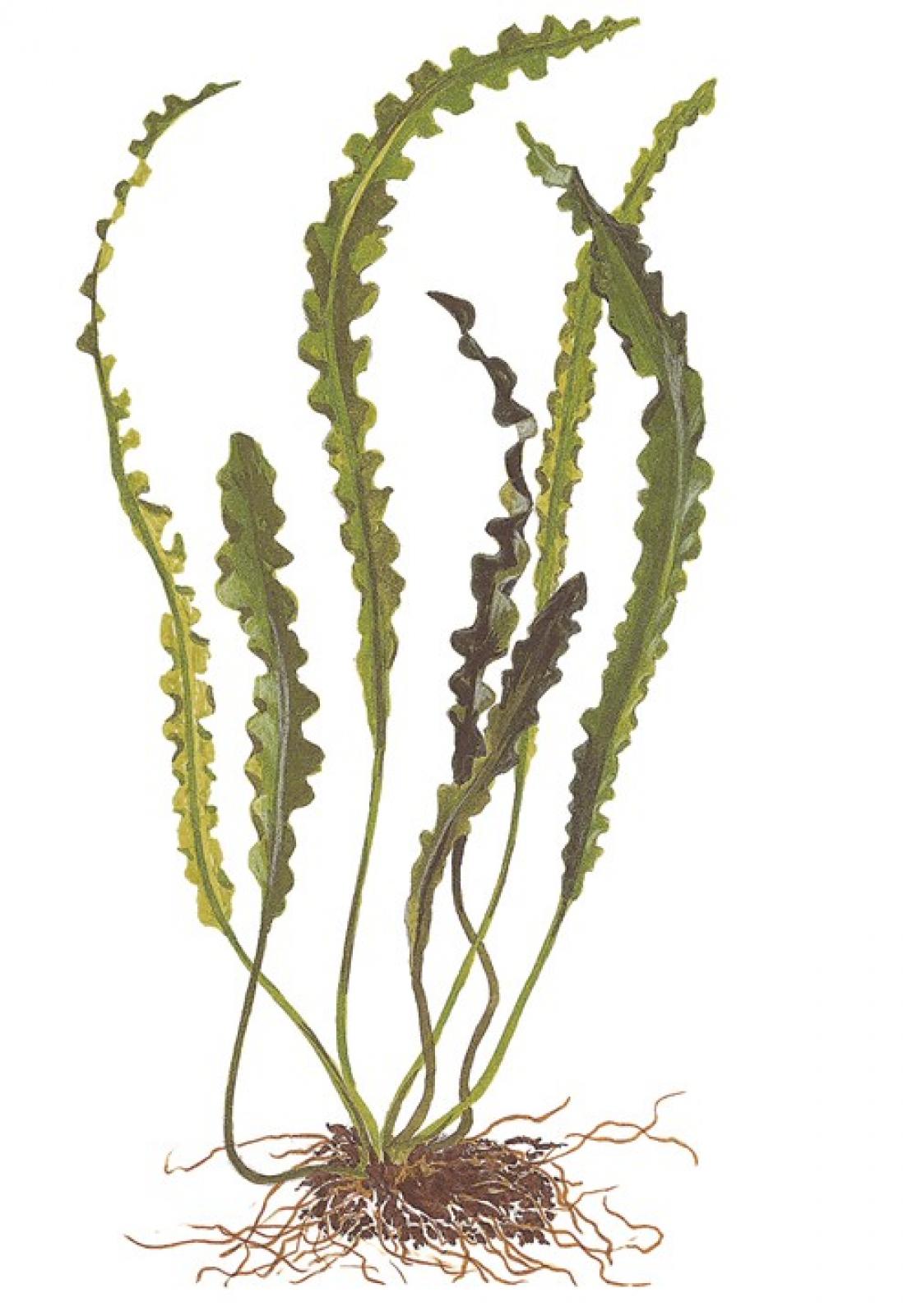 Dunkelgrüne Wasserähre - Aponogeton longiplumulosus, ganze Pflanze als Zeichnung.