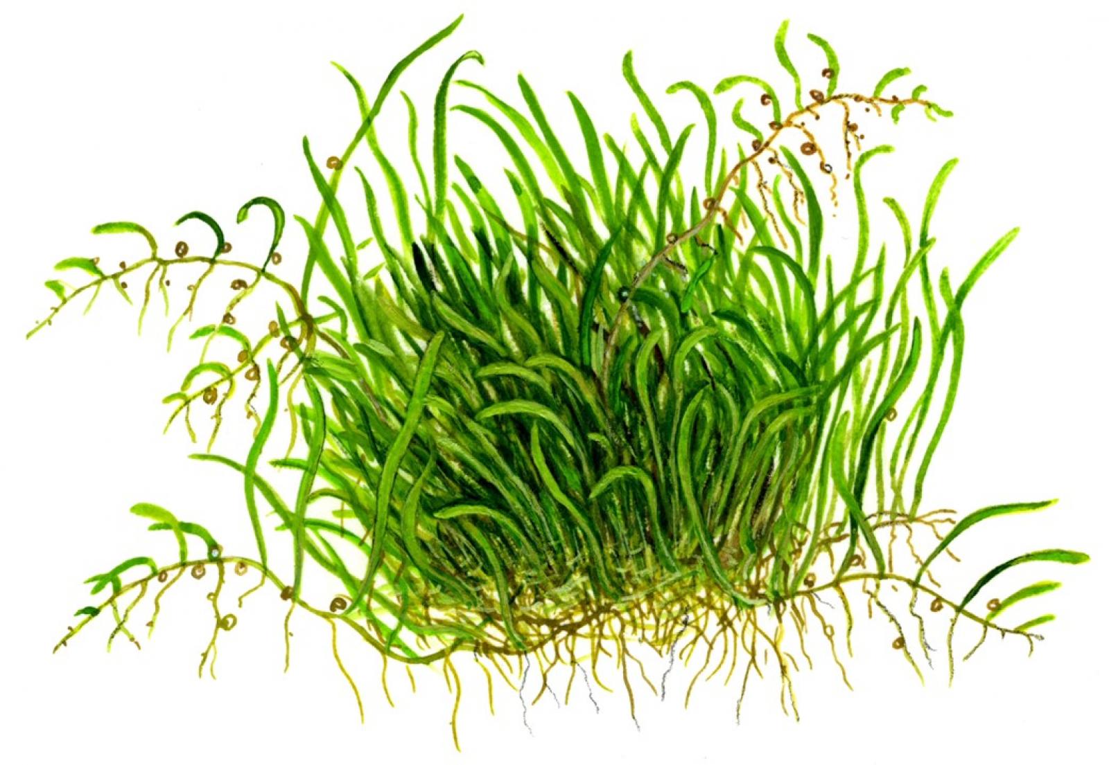 Utricularia graminifolia - Tropica 1-2-Grow, als Zeichnung.