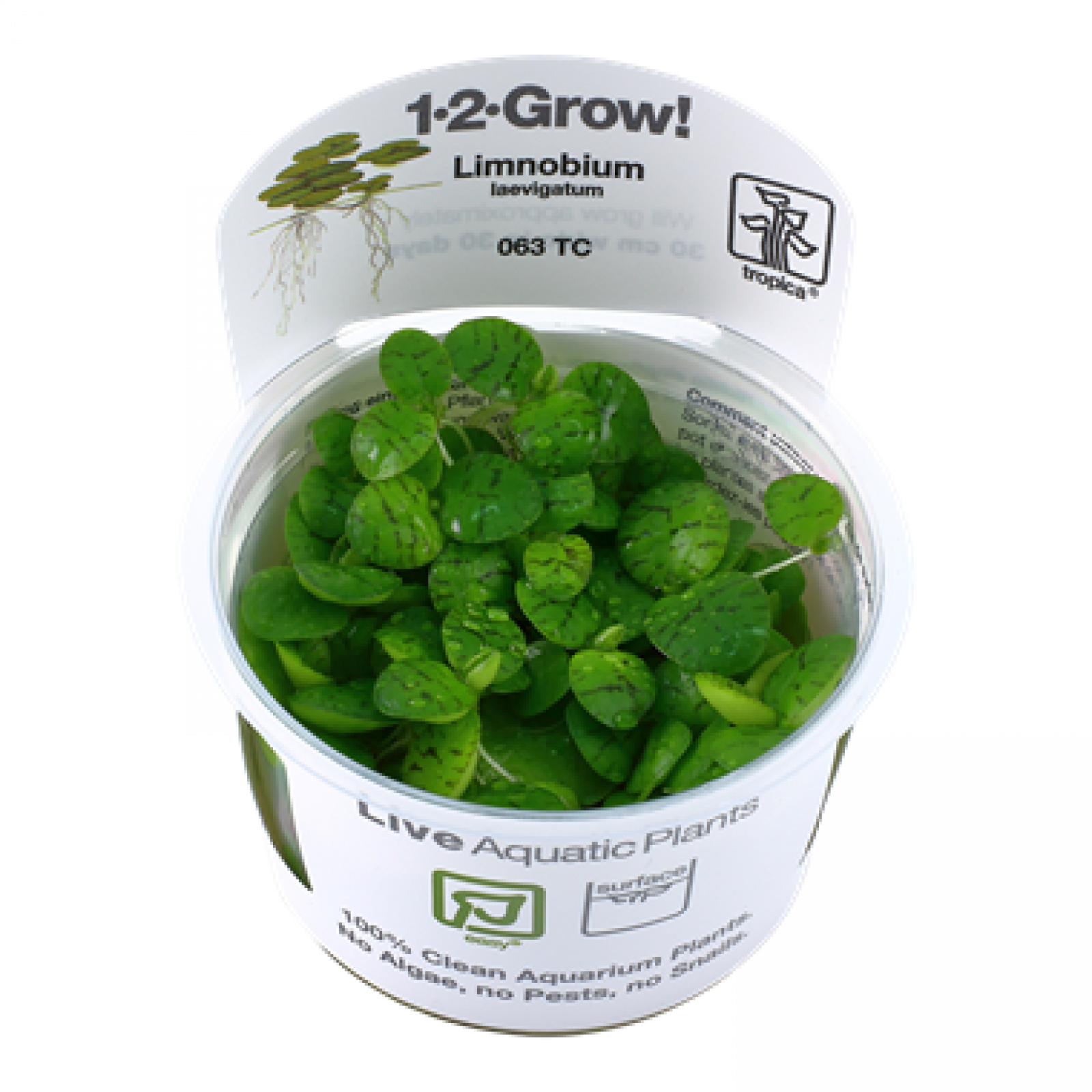 Limnobium laevigatum, Froschbiss - Tropica 1-2-Grow, im Becher.