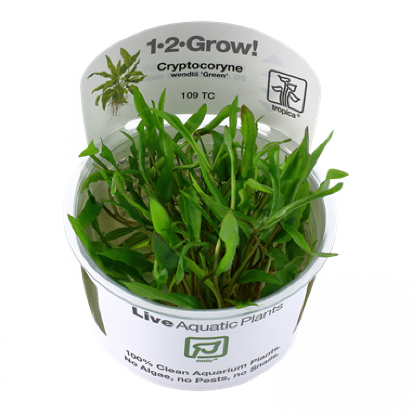 Cryptocoryne wendtii "Green", grüner Wasserkelch - Tropica 1-2-Grow, im Becher.