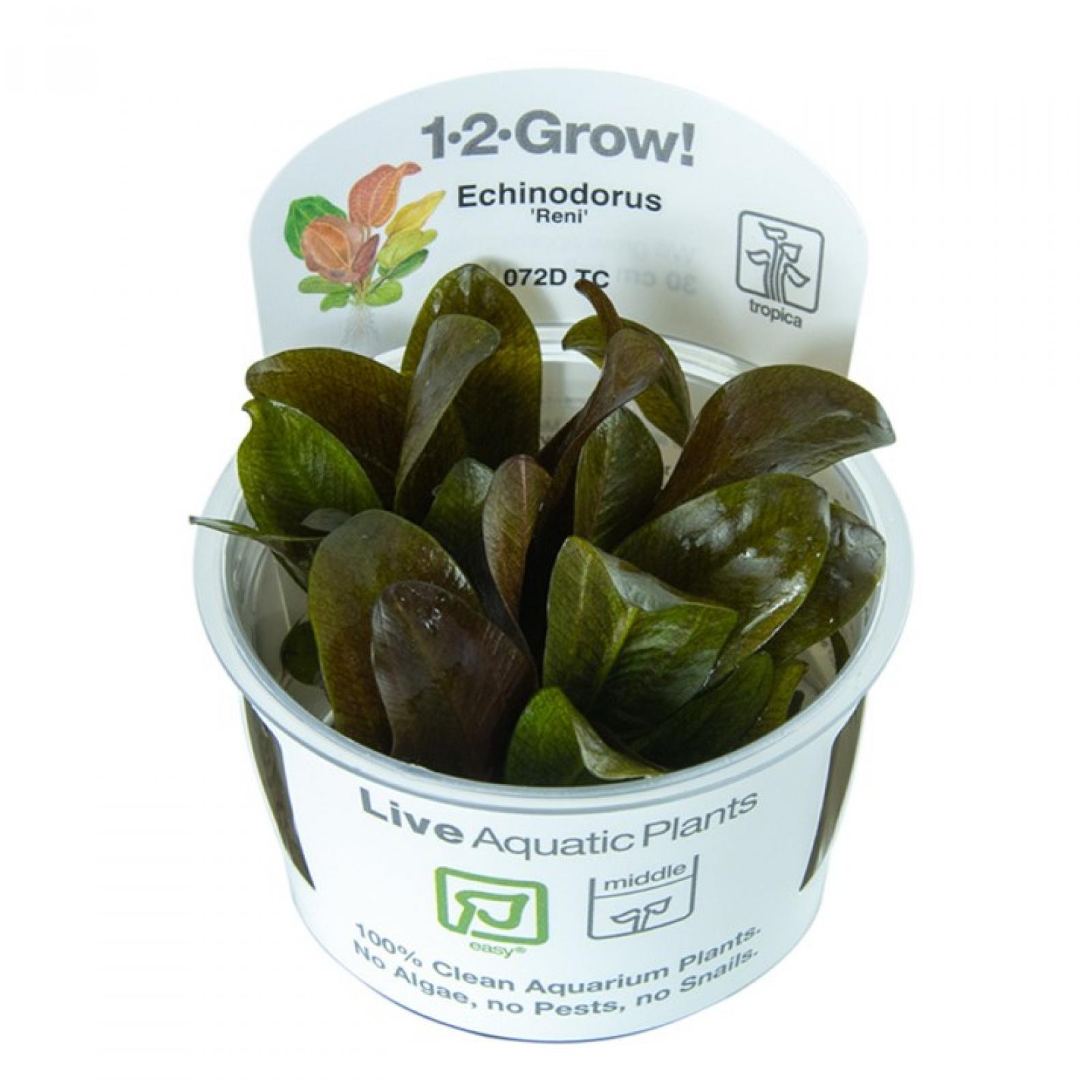Echinodorus 'Reni' - Tropica 1-​2-​Grow, im Becher.