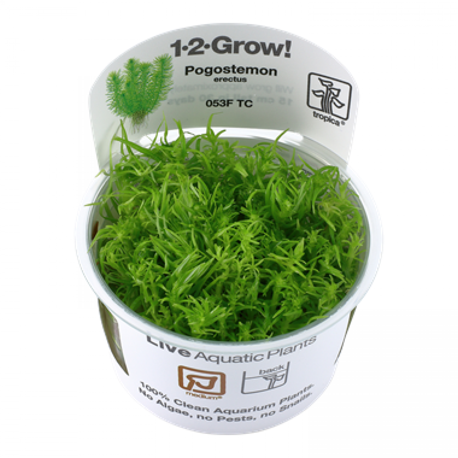 Pogostemon deccanensis, Indische Sternpflanze - Tropica 1-2-Grow, im Becher.