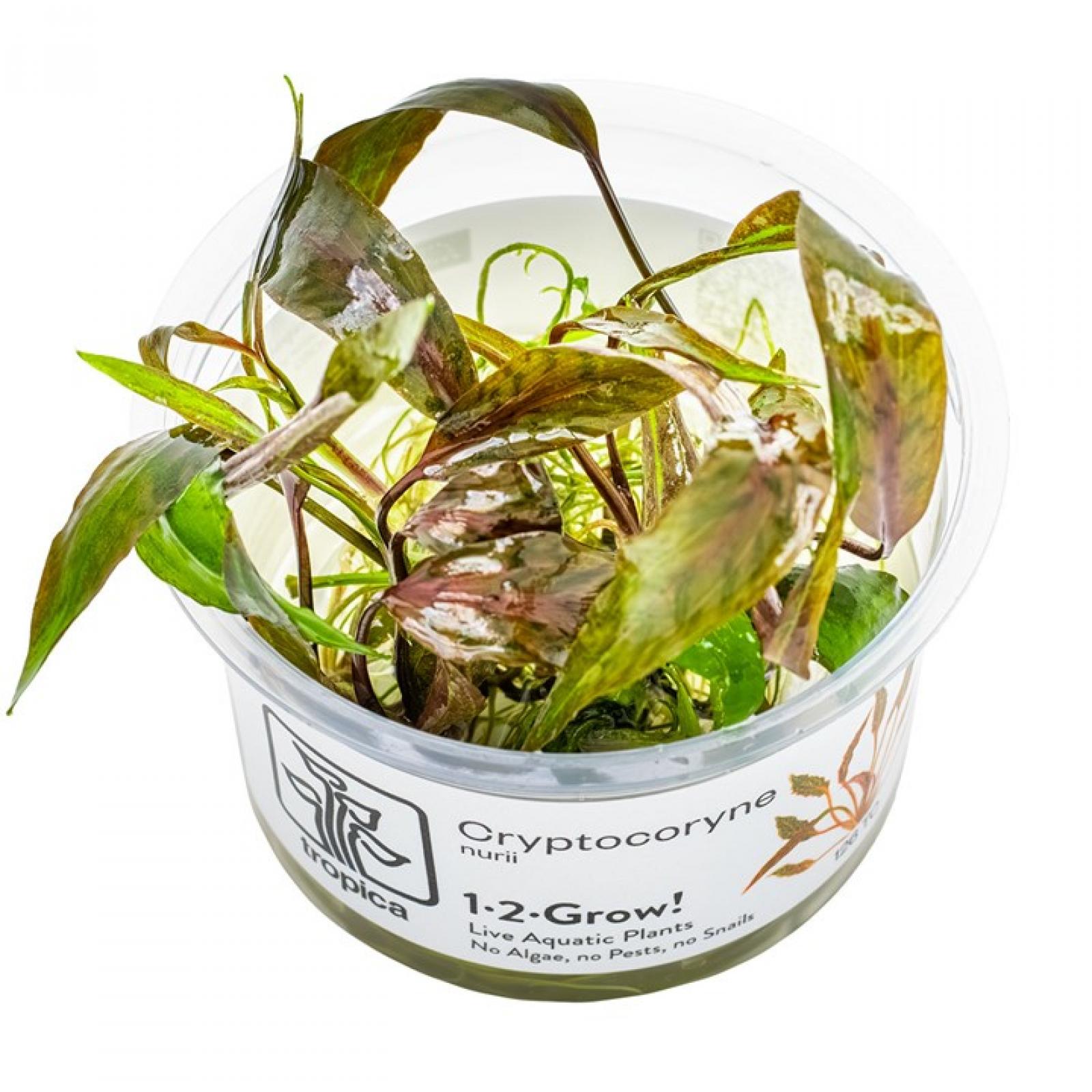 Cryptocoryne nurii - Tropica 1-​2-​Grow in dem originalen Becher.