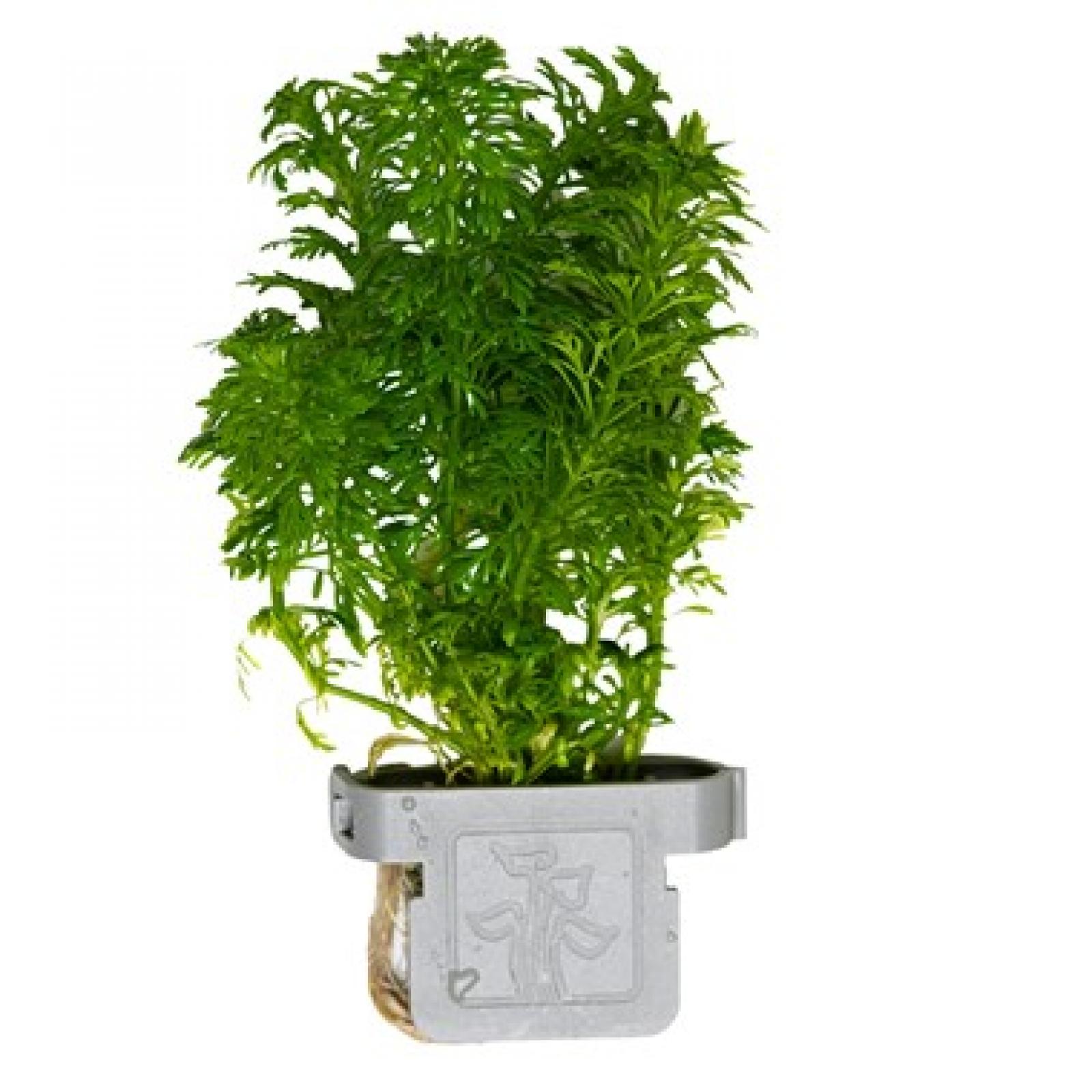 Blütenstielloser Sumpffreund - Limnophila sessiliflora im Tropica Clip