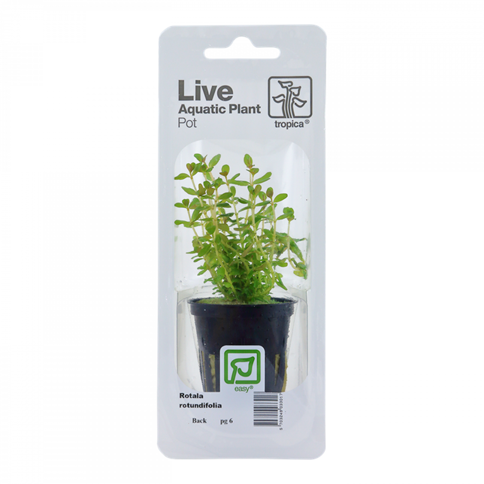 Rundblättrige Rotala - Rotala rotundifolia, in der Verpackung.