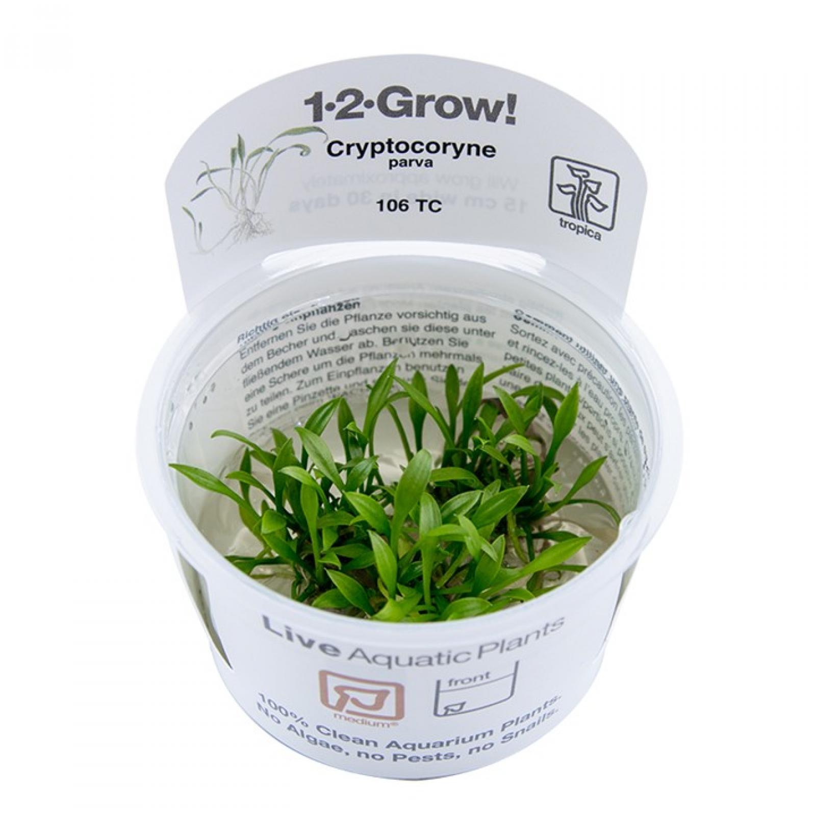 Cryptocoryne parva - Tropica 1-​2-​Grow, im Original Becher.
