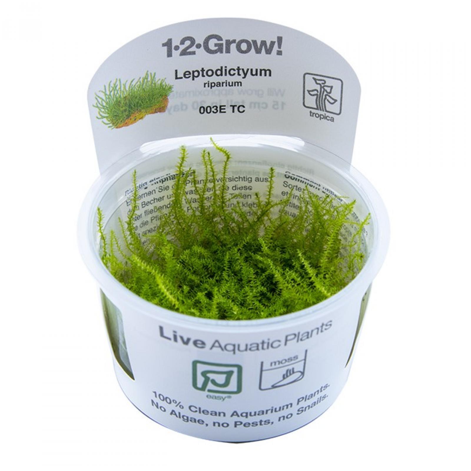 Leptodictyum riparium - Tropica 1-​2-Grow, im Becher.