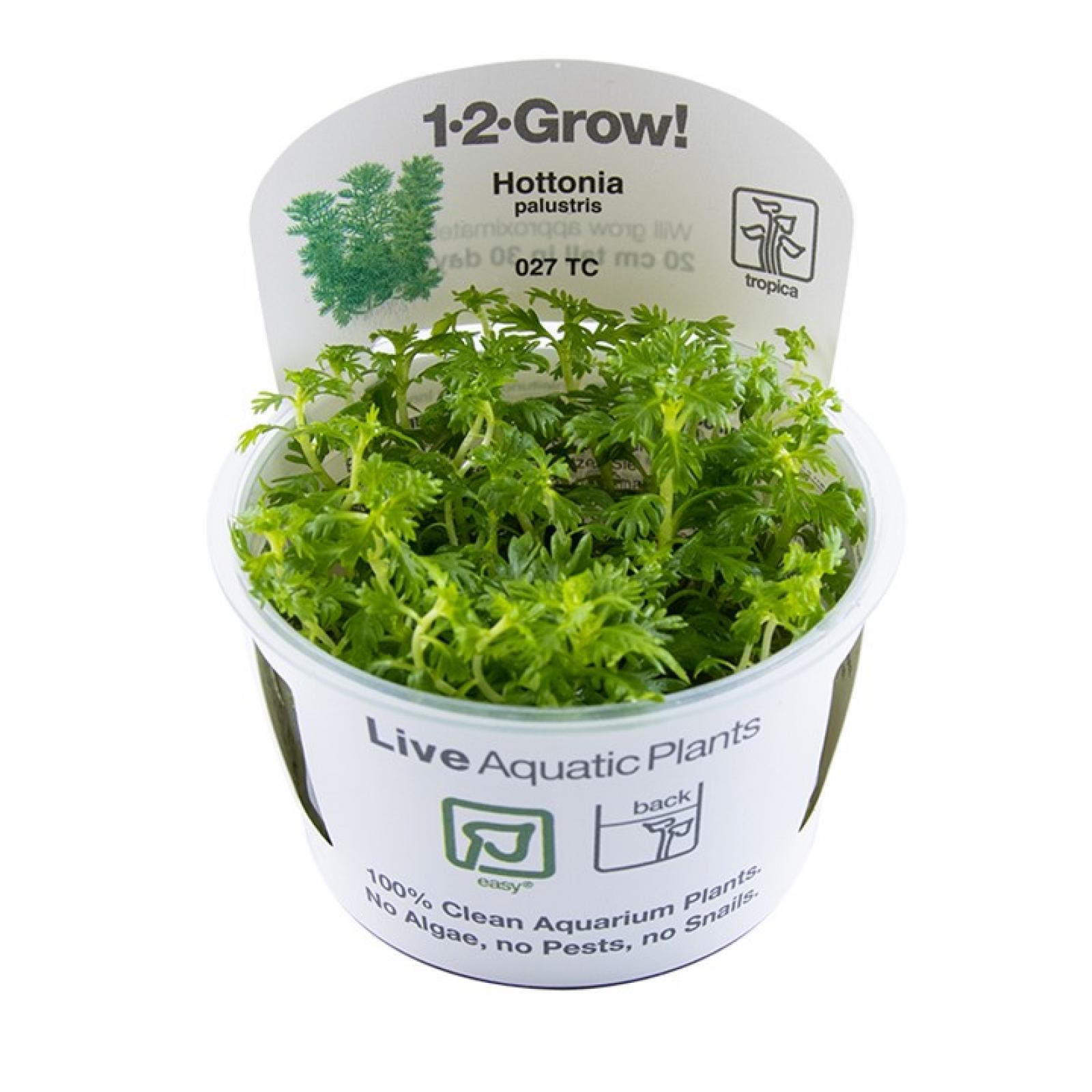 Hottonia palustris - Wasserfeder - Tropica 1-2-Grow, im Verkaufsbecher