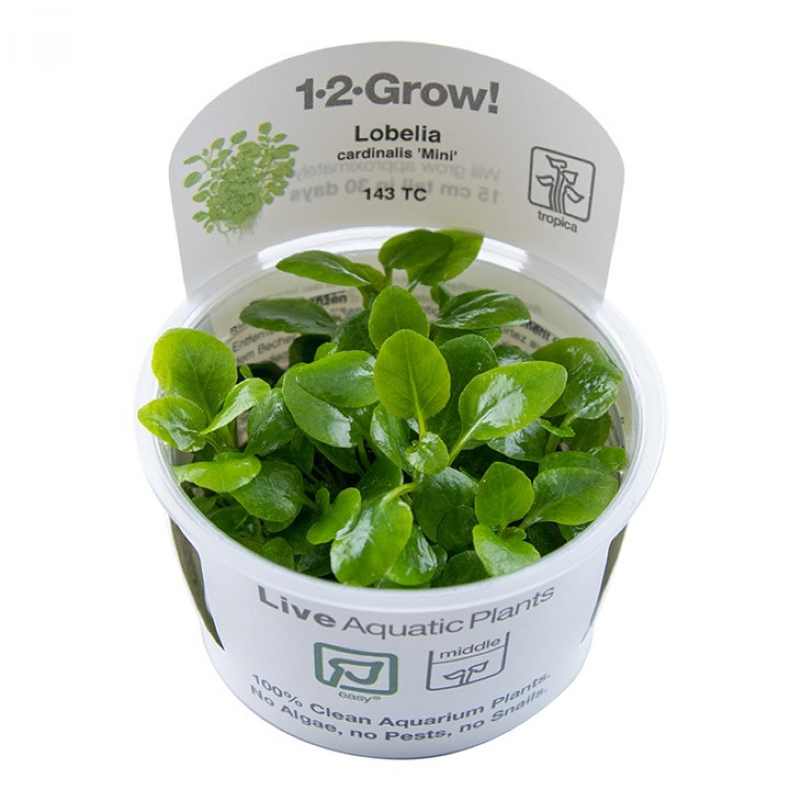 Lobelia cardinalis 'Mini' - Tropica 1-2-Grow, im Becher.