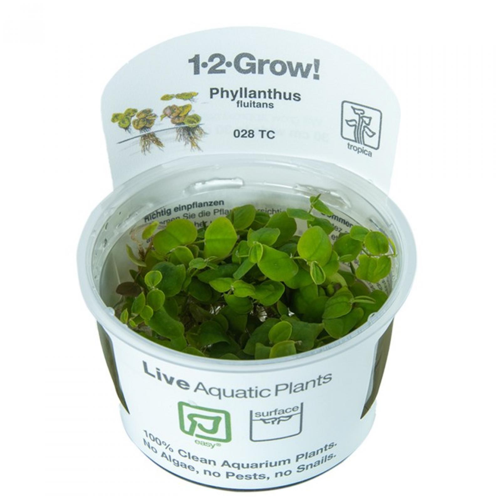 Phyllanthus fluitans - Schwimmende Wolfsmilch - Tropica 1-2-Grow, im Becher.