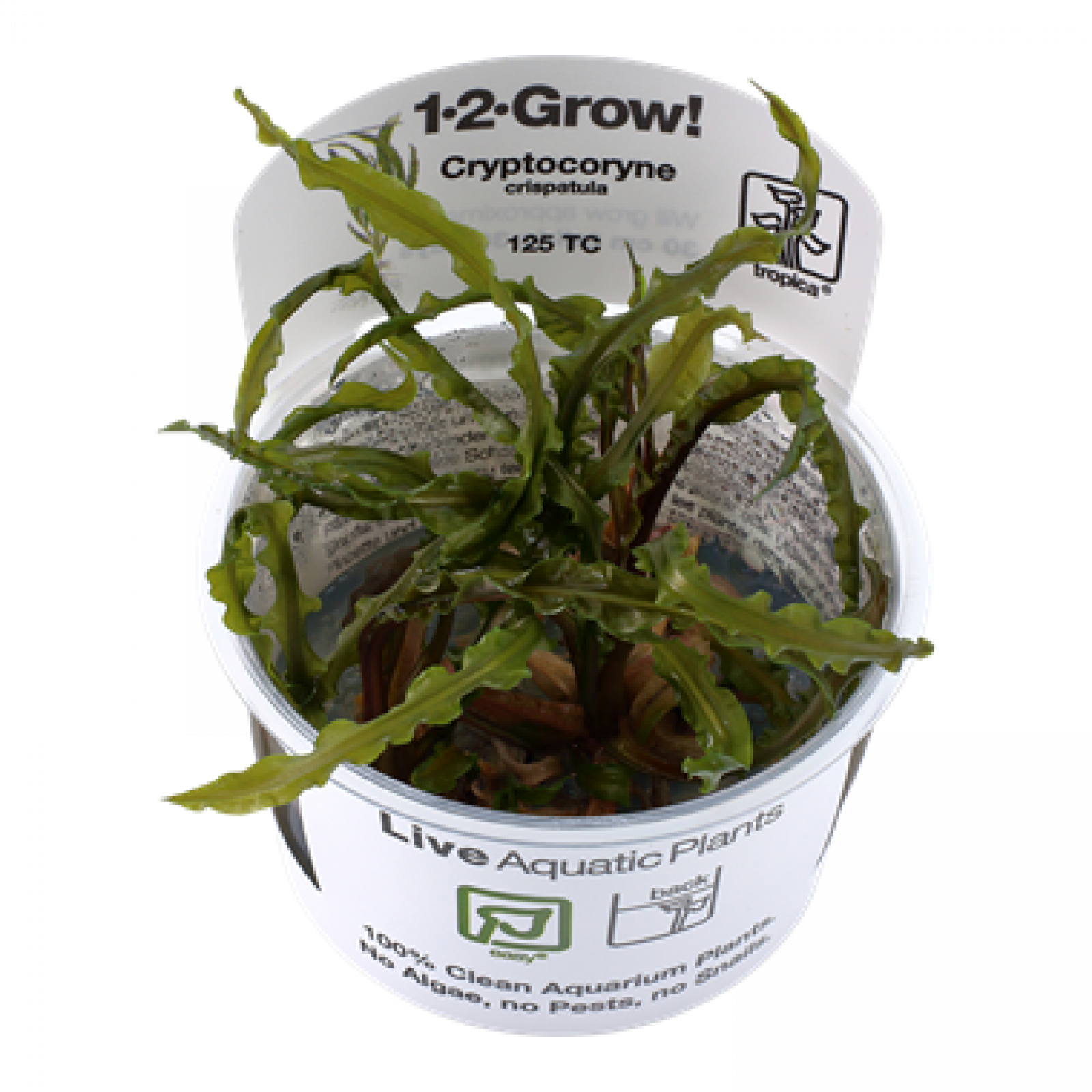 Cryptocoryne crispatula - Tropica 1-​2-​Grow in dem originalen Becher.
