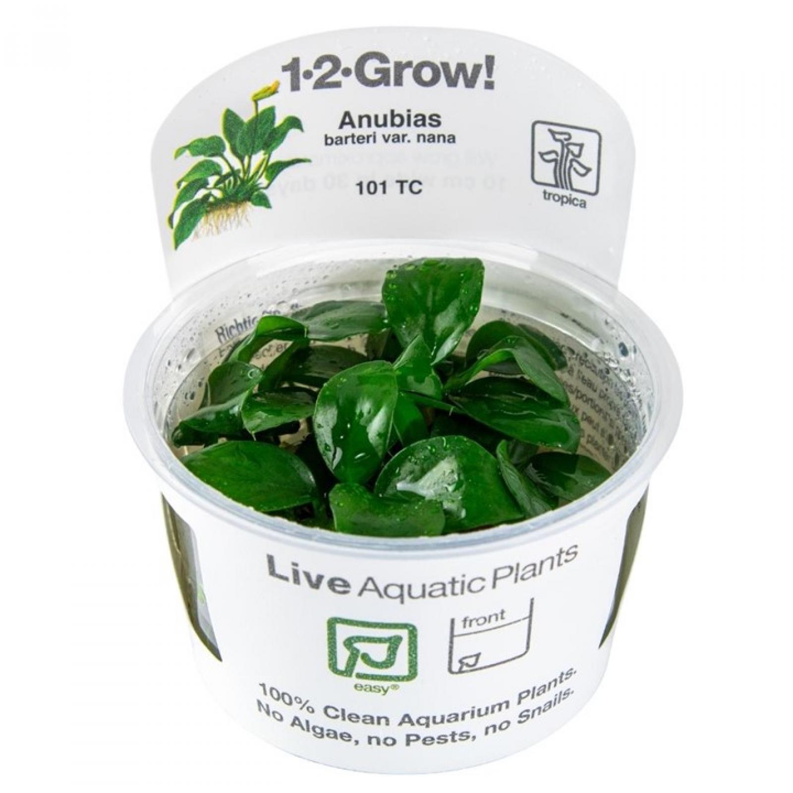 Anubias barteri var. nana - Zwergspeerblatt - Tropica 1-​2-Grow, im Becher.