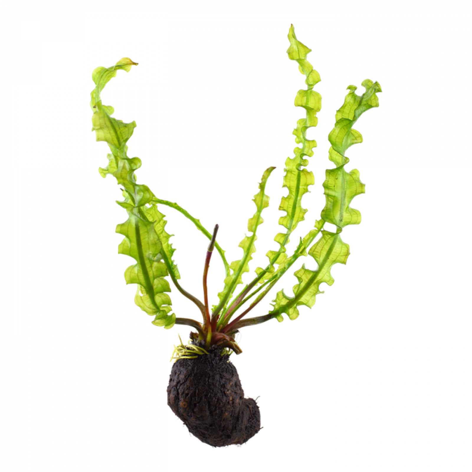 Dunkelgrüne Wasserähre - Aponogeton longiplumulosus - Knolle mit Blättern.