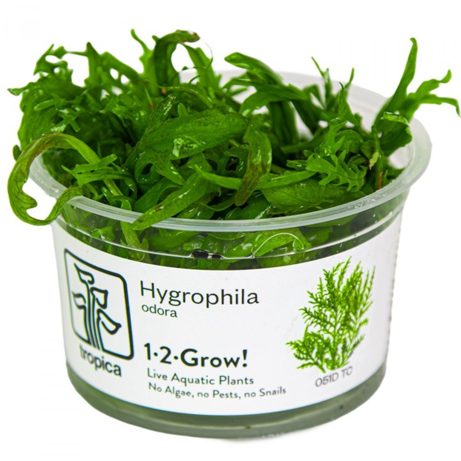 Hygrophila odora - Tropica 1-​2-Grow im Becher