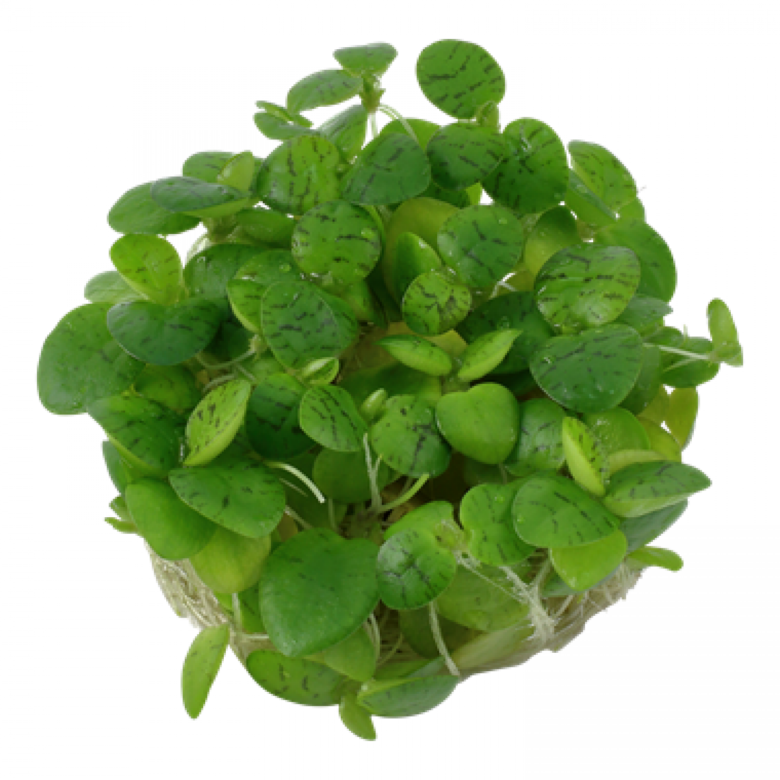 Limnobium laevigatum, Froschbiss - Tropica 1-2-Grow, ohne Becher.