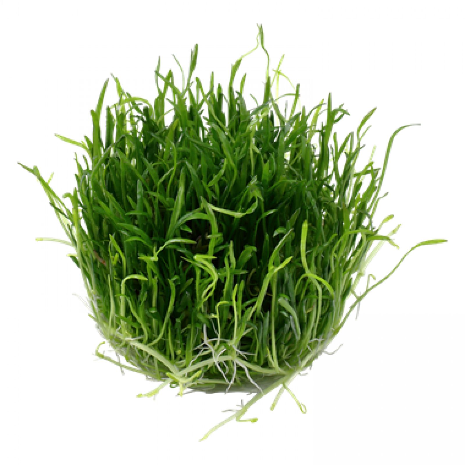 Lilaeopsis brasiliensis, Neuseeland-Graspflanze - Tropica 1-2-Grow, ohne Becher.