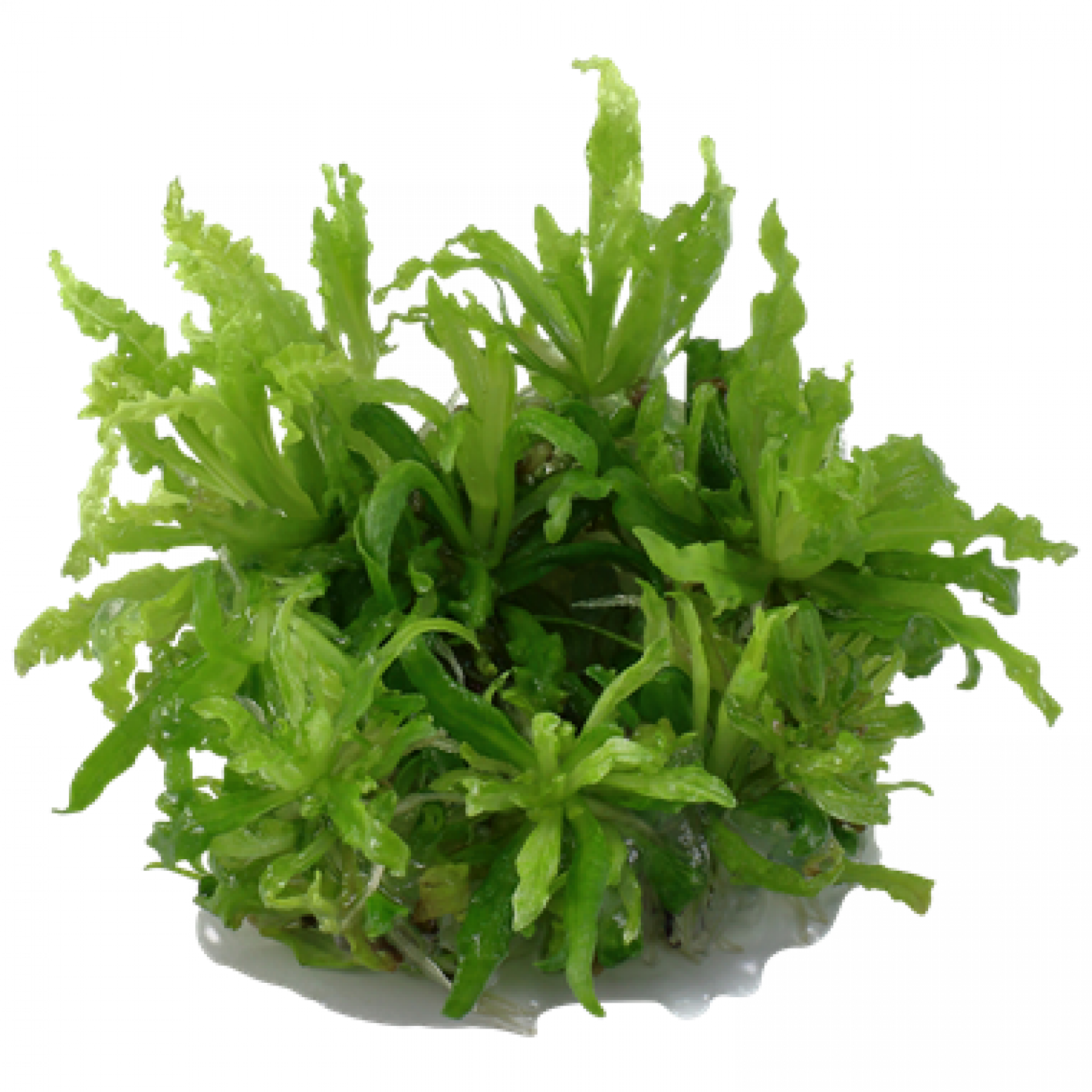 Pogostemon helferi, kleiner Wasserstern - Tropica 1-2-Grow, ohne Becher.