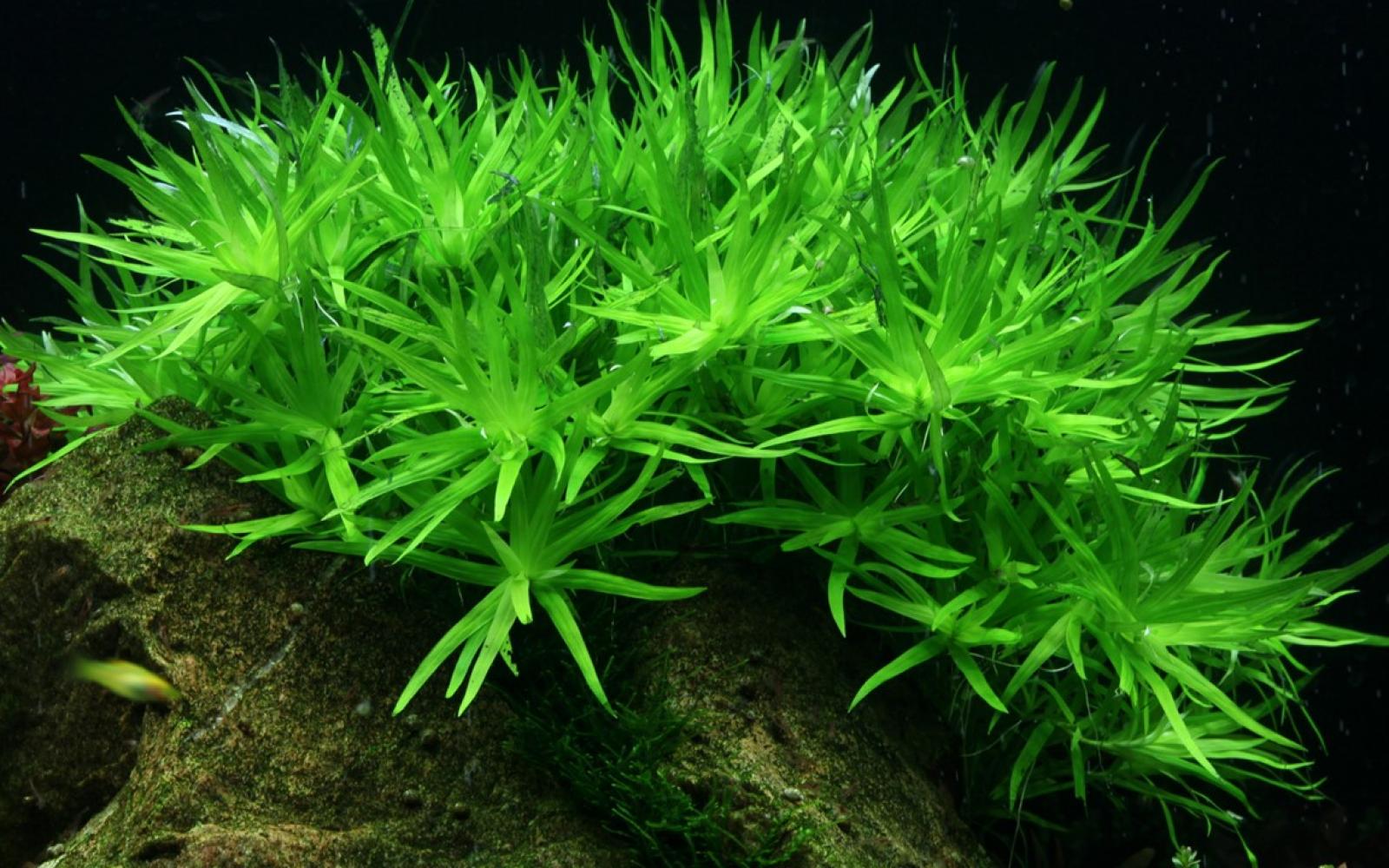 Heteranthera zosterifolia - Seegrasblättriges Trugkölbchen - Tropica 1-​2-​Grow, eingepflanzt im Aquarium.