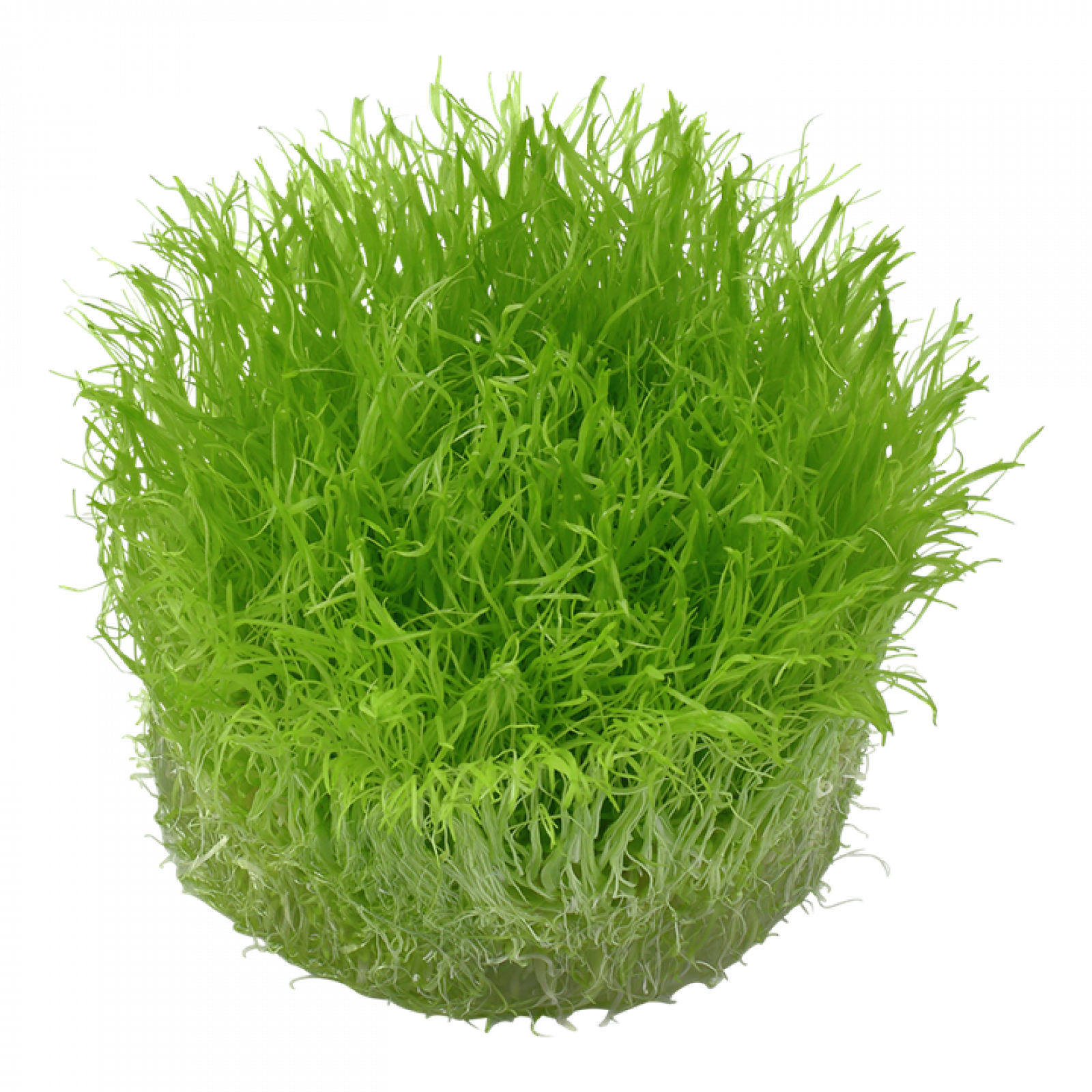 Utricularia graminifolia - Tropica 1-2-Grow, ohne Becher.