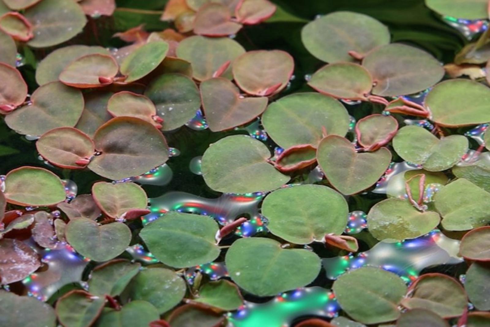 Phyllanthus fluitans - Schwimmende Wolfsmilch - Tropica 1-2-Grow, auf der Wasseroberfläche.