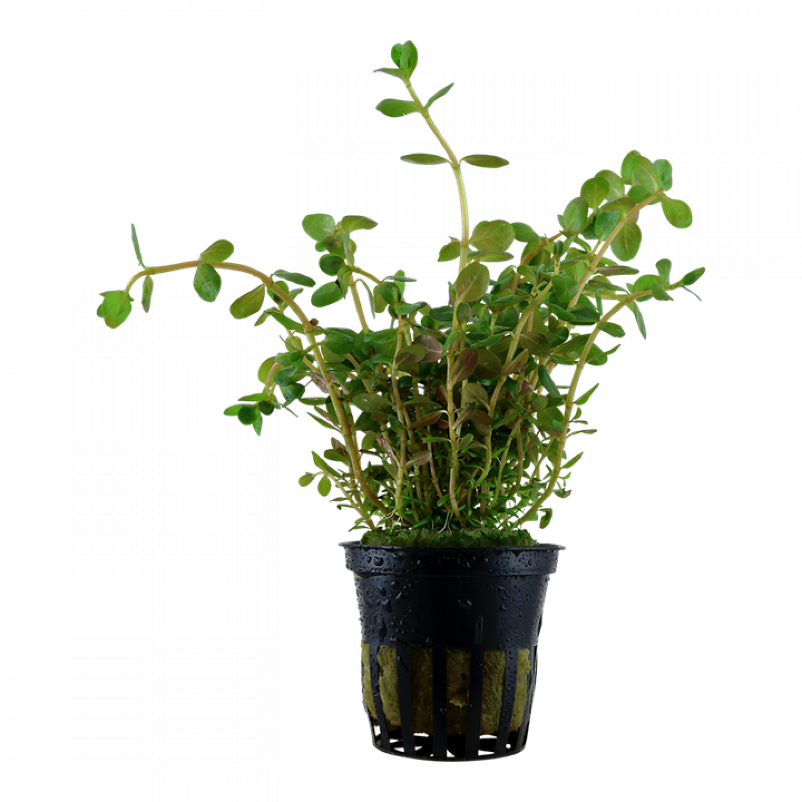 Rundblättrige Rotala - Rotala rotundifolia, im Topf.